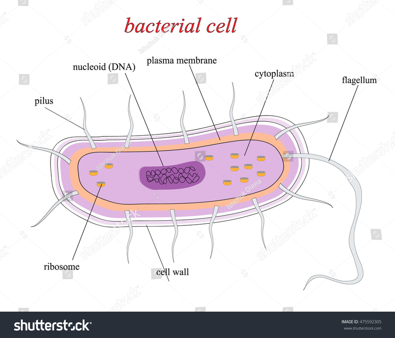 Structure Bacterial Cell Stock Illustration 475592305 - Shutterstock