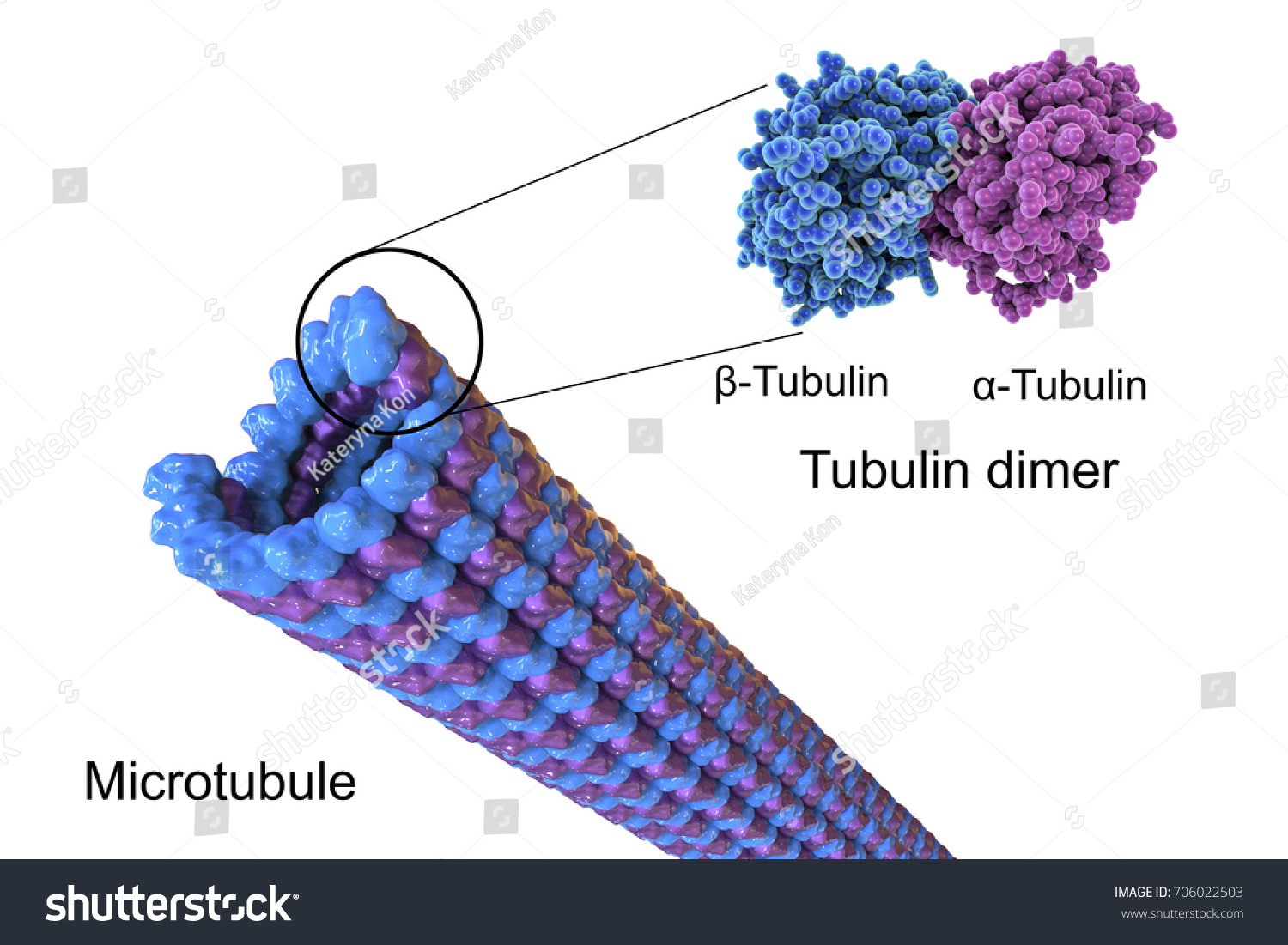 Structure Microtubule 3d Illustration Microtubule Composed Stock ...