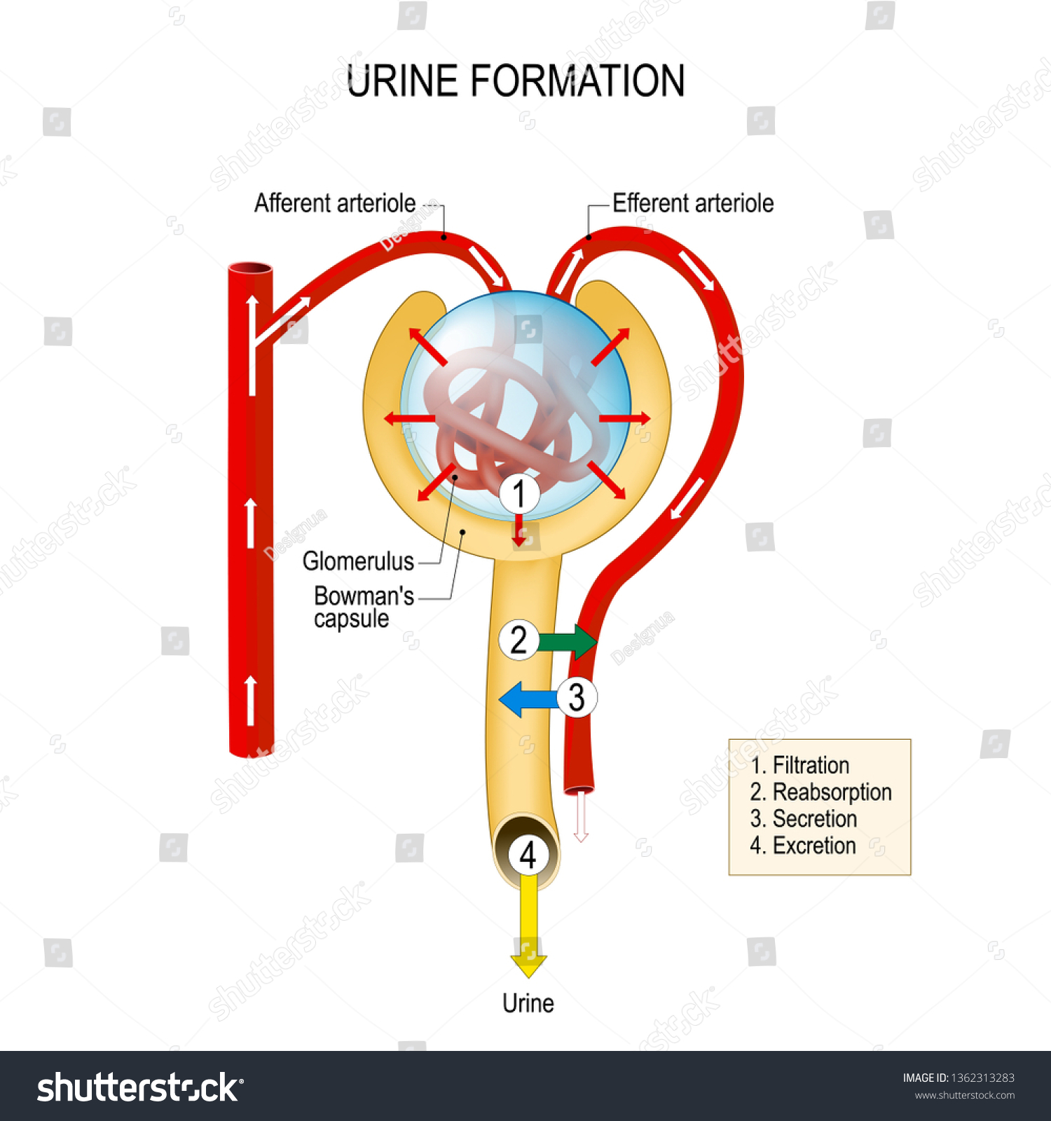 Structure d'un Néphron. formation d'urine (filtration, illustration