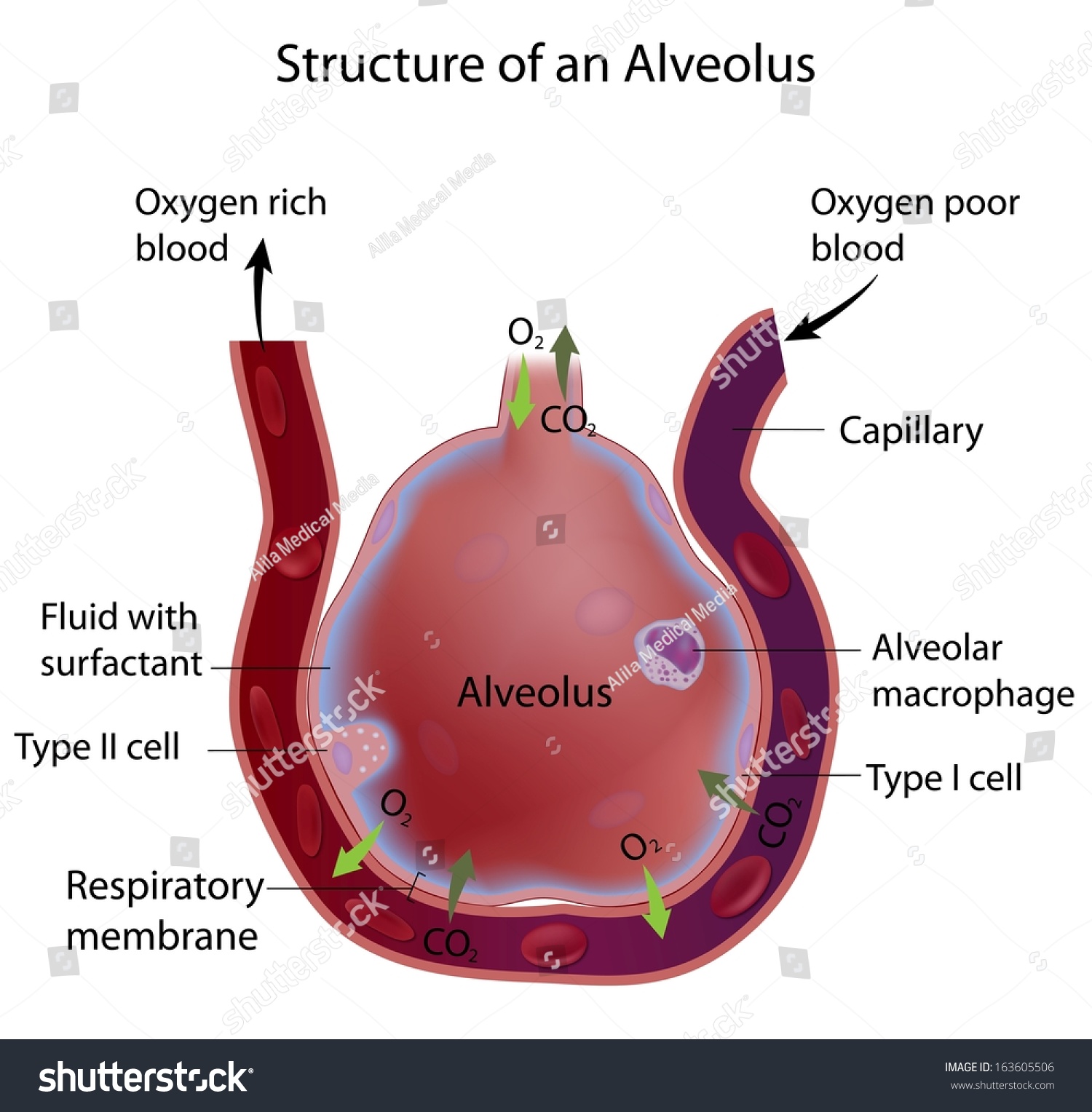 Struktur Alveolus