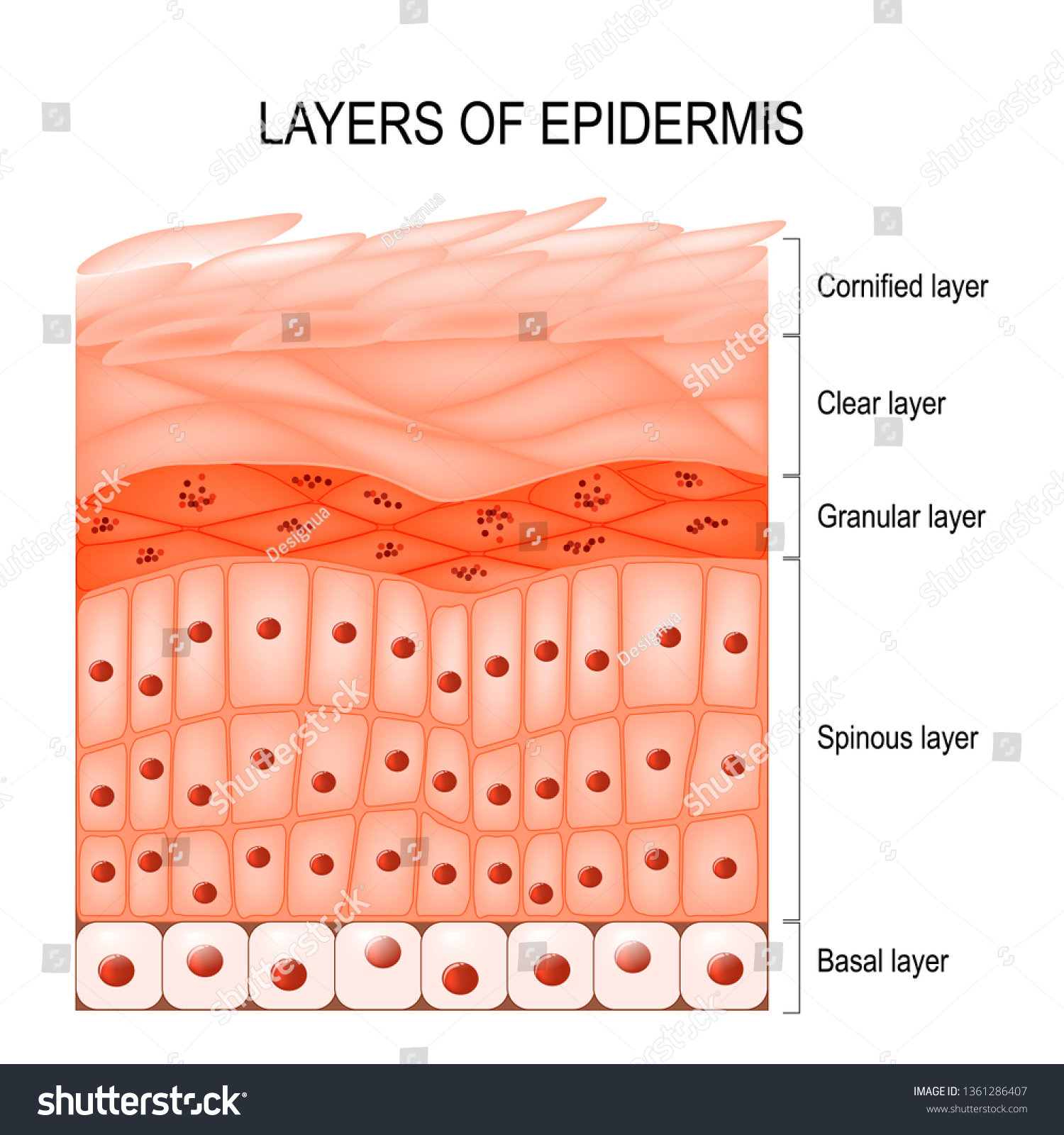 Epiderme Images, Stock Photos & Vectors | Shutterstock