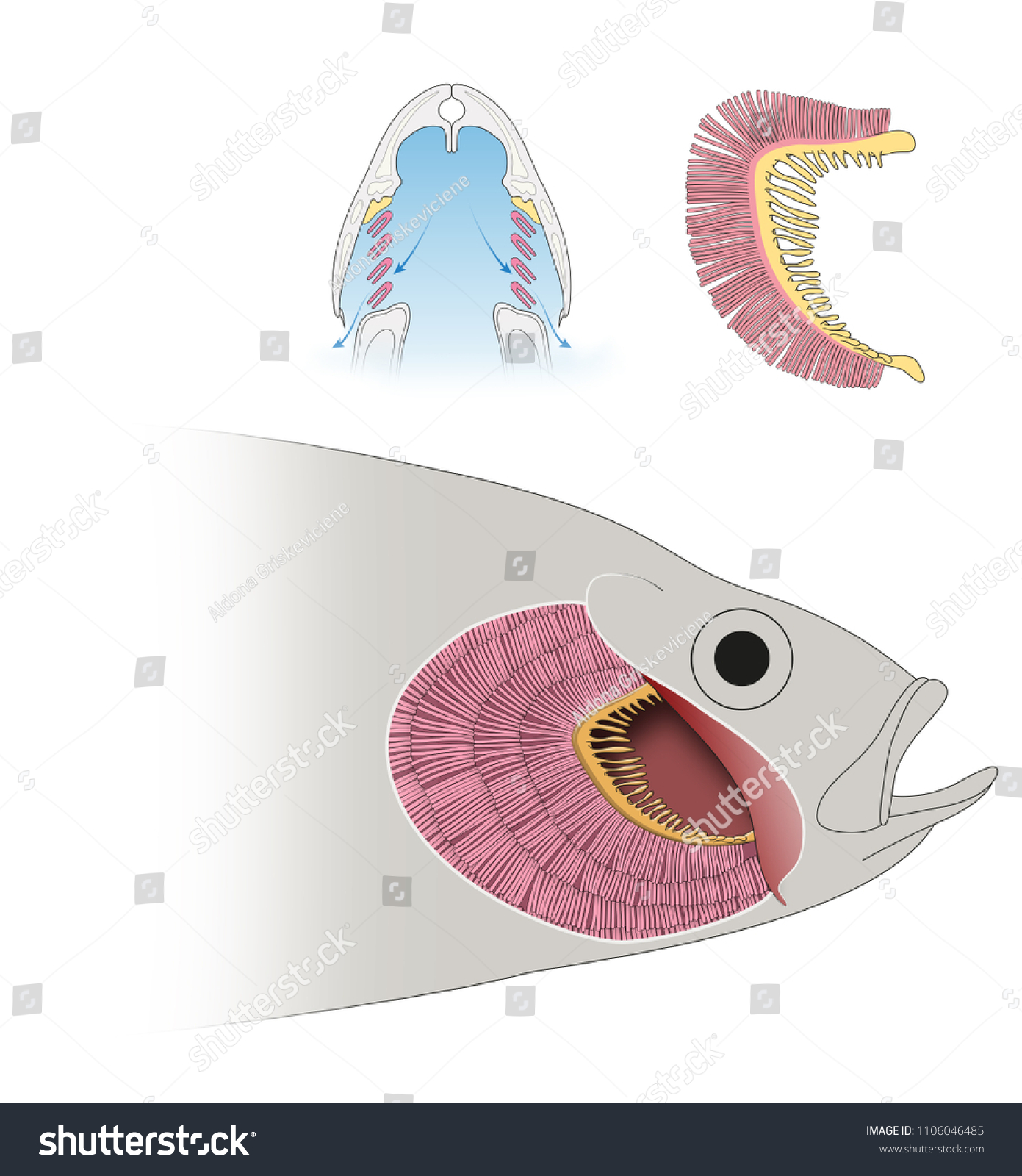 魚のエラの構造 呼吸 のイラスト素材
