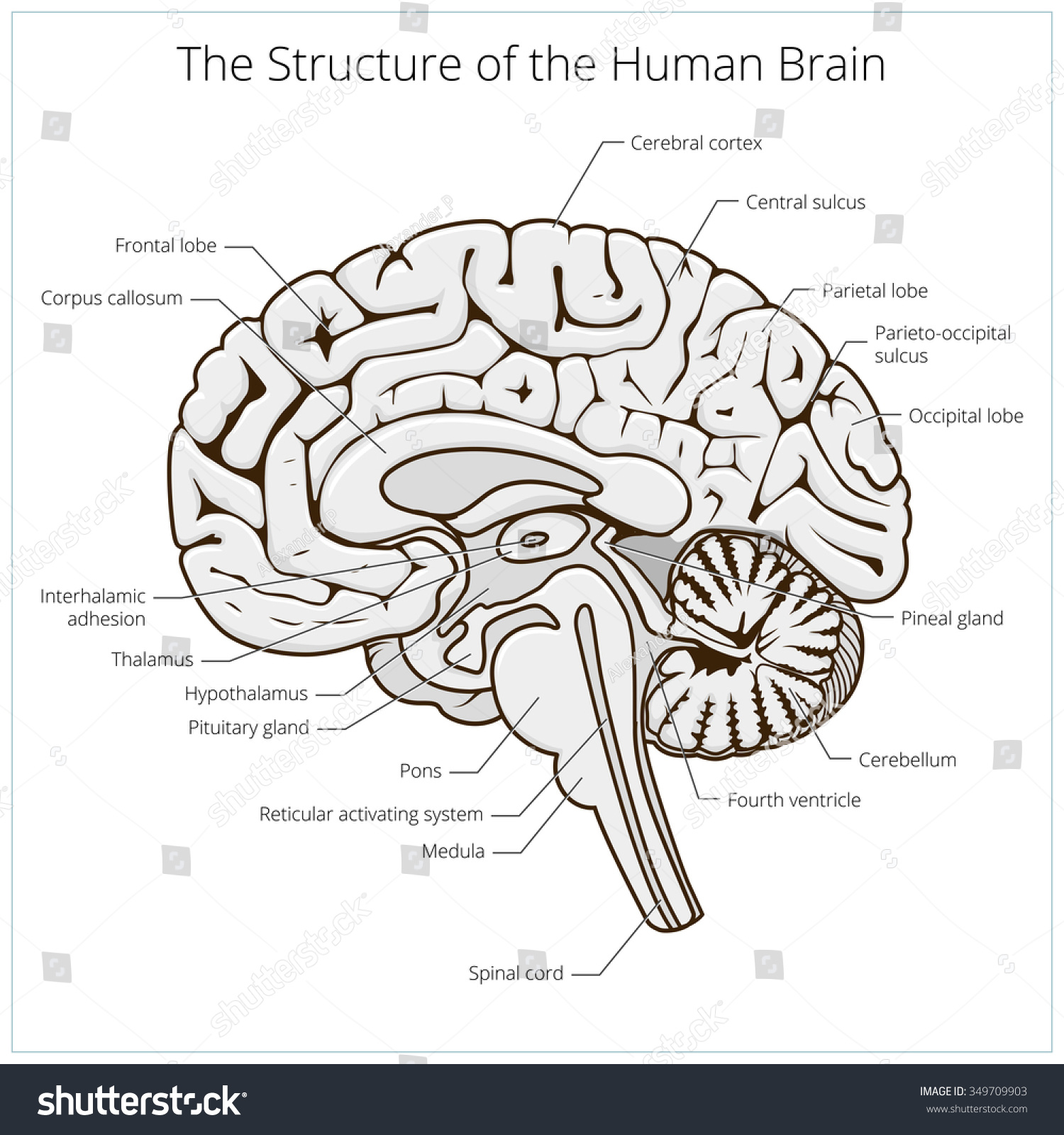 Structure Human Brain Section Schematic Raster Stock Illustration ...