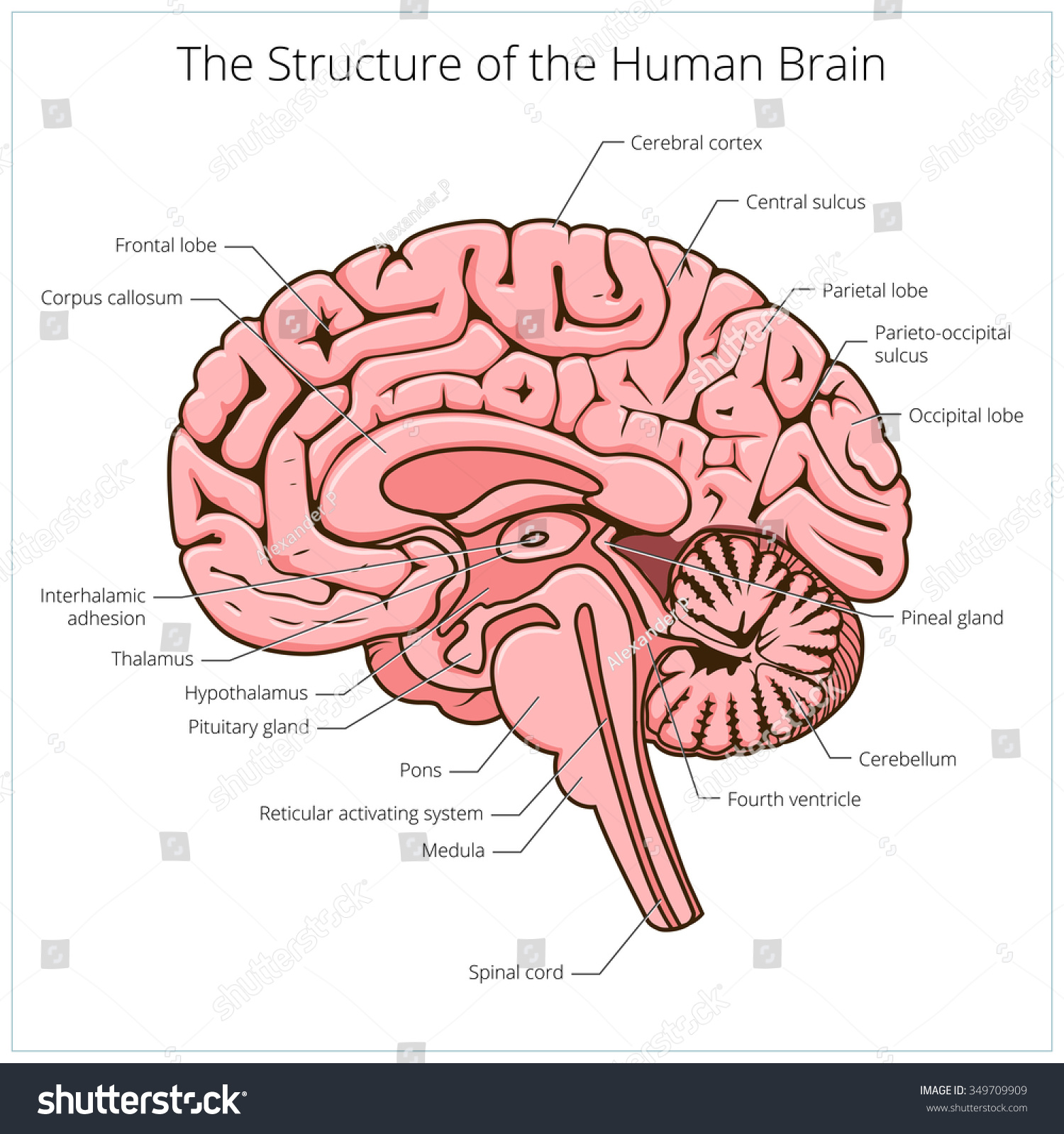 Structure Human Brain Section Schematic Raster Stock Illustration ...