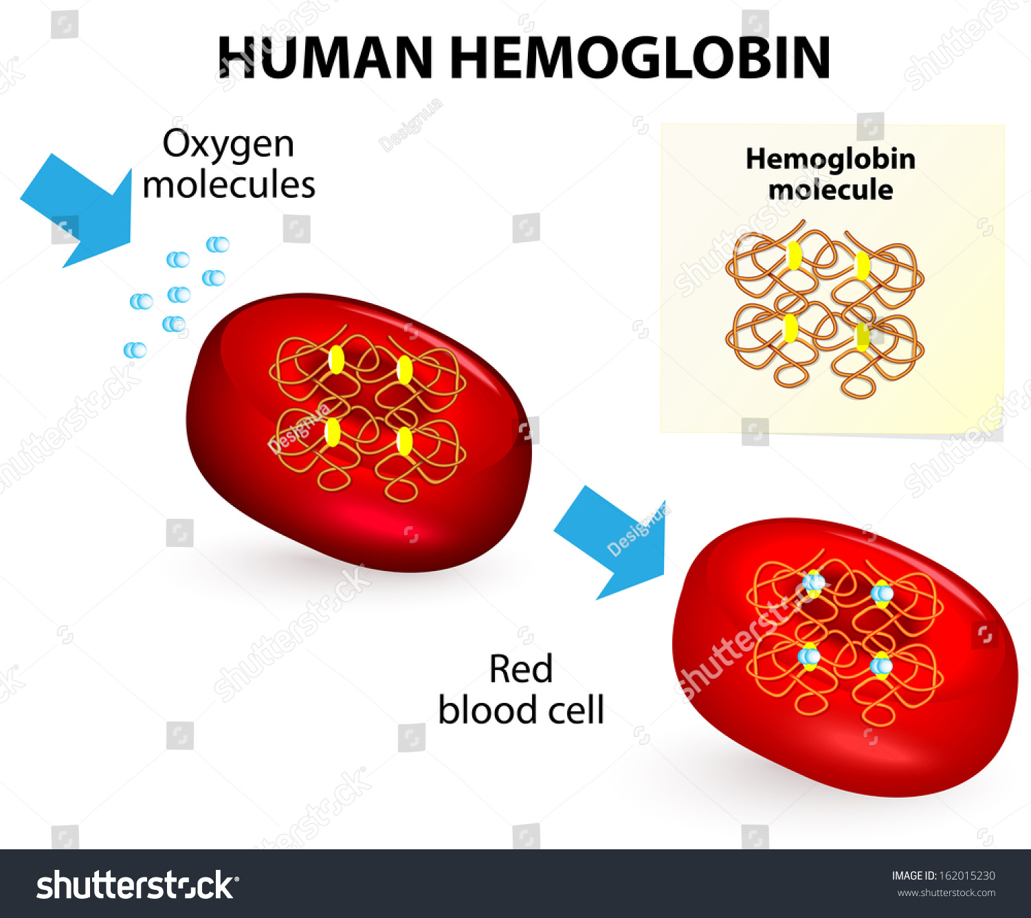 Image result for erythrocytes and hemoglobin
