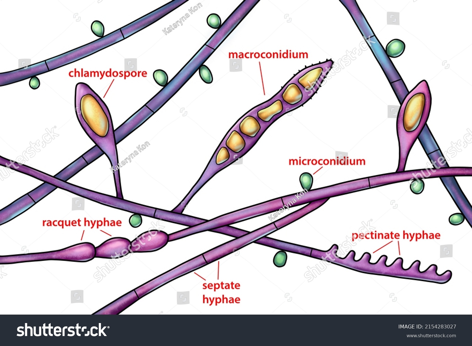 Structure Microscopic Fungi Microsporum Audouinii Illustration Stock 