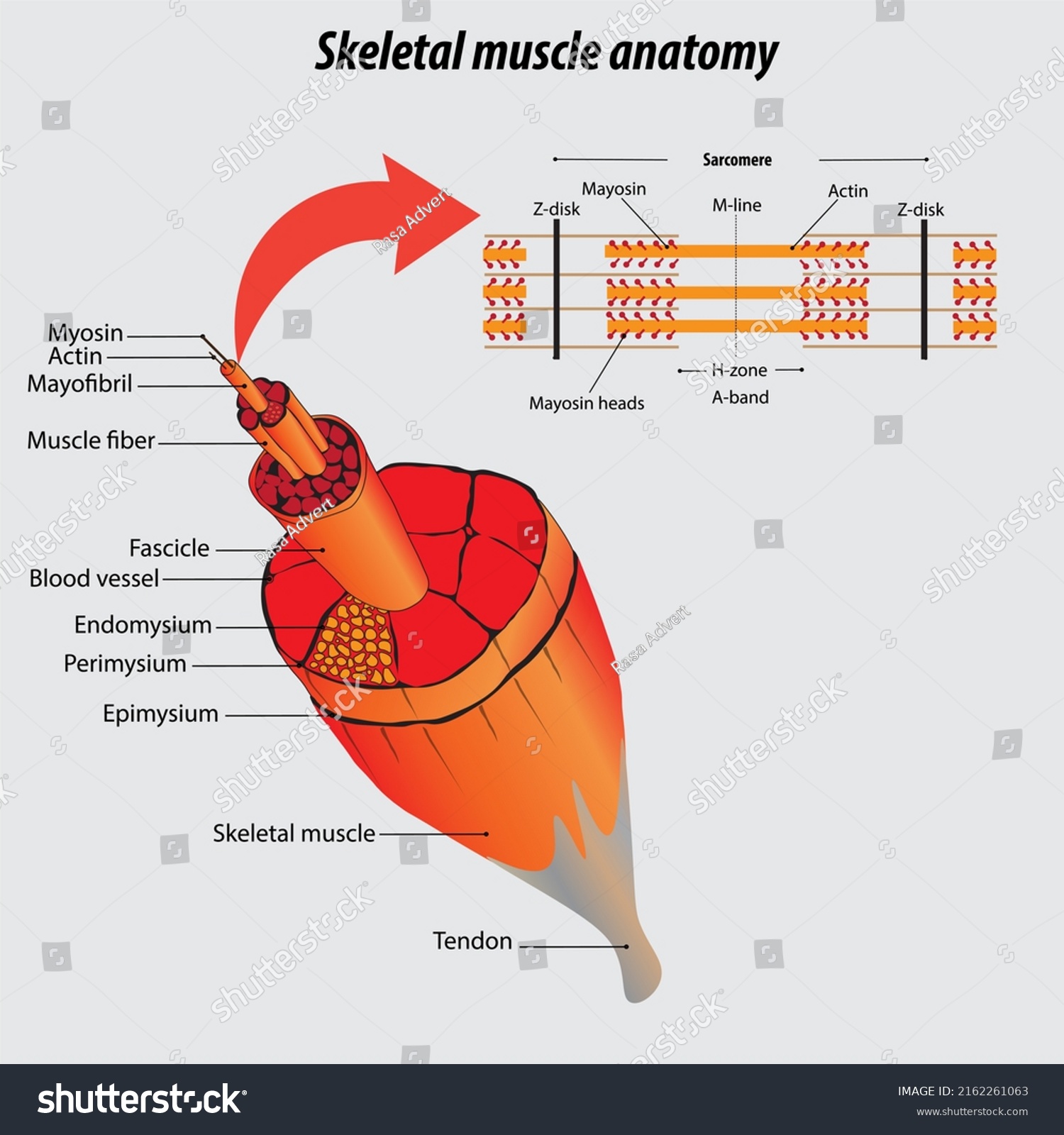 Structure Muscle Labeled Skeletal Muscle Anatomy Stock Illustration ...