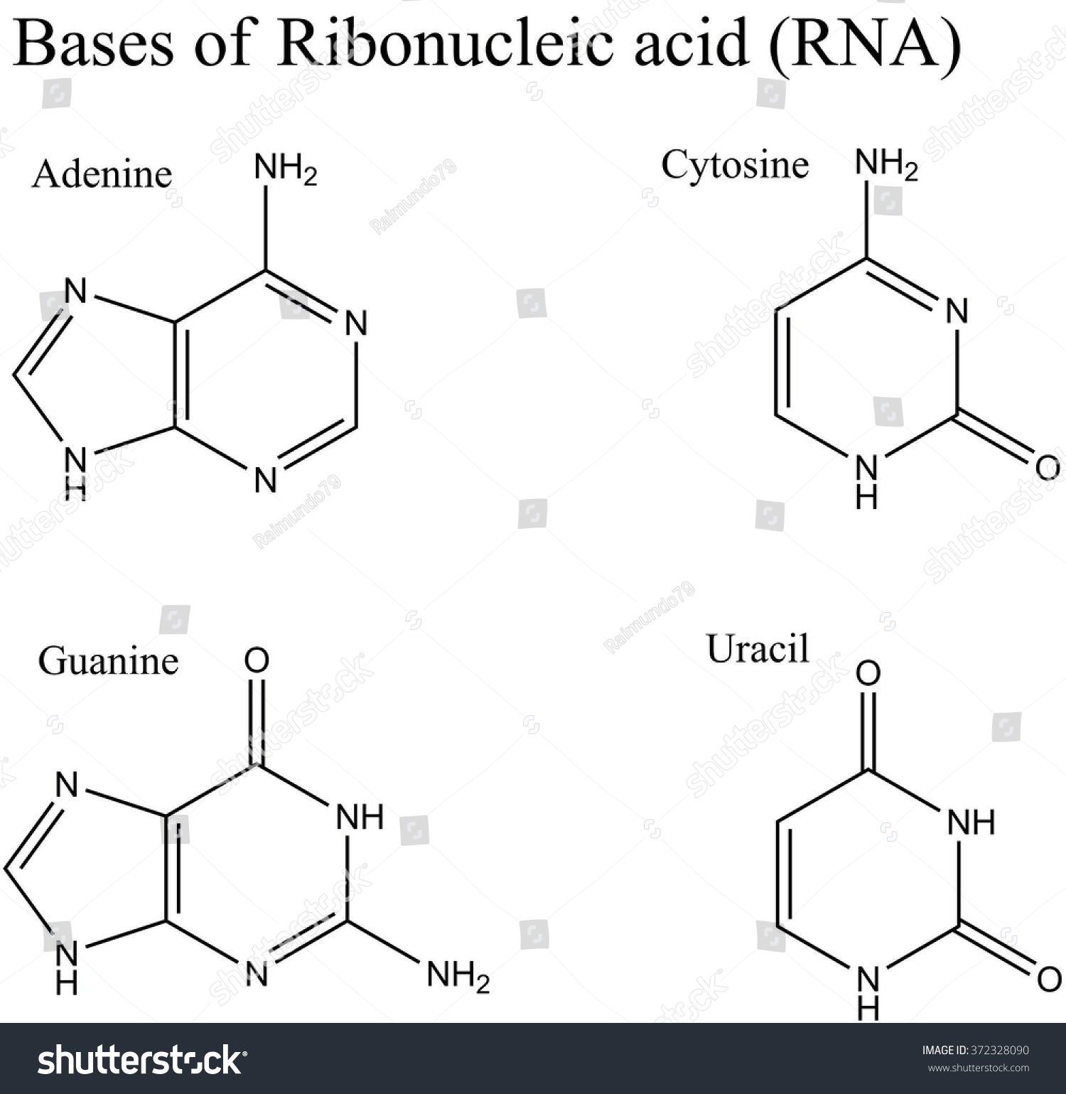 Structure Ribonucleic Acid RNA Nucleobases Adenine Stock Illustration