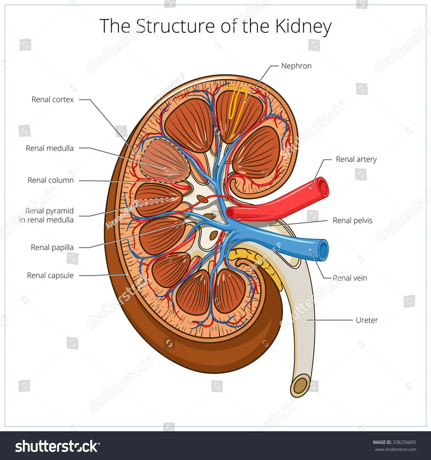 Structure Of The Kidney Medical Raster Illustration. Science Medical ...