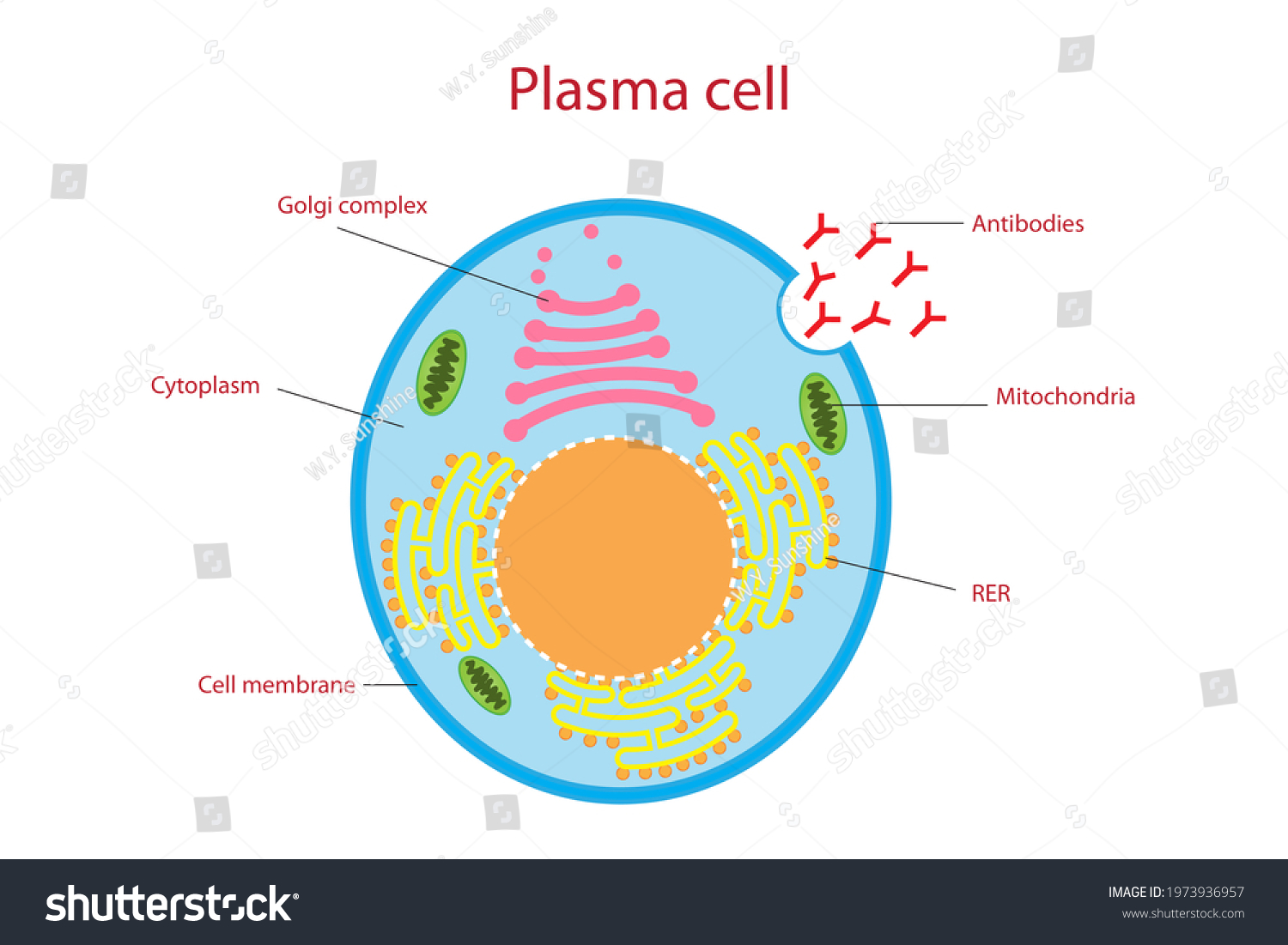 Structure Plasma Cell B Cell White: ภาพประกอบสต็อก 1973936957 ...