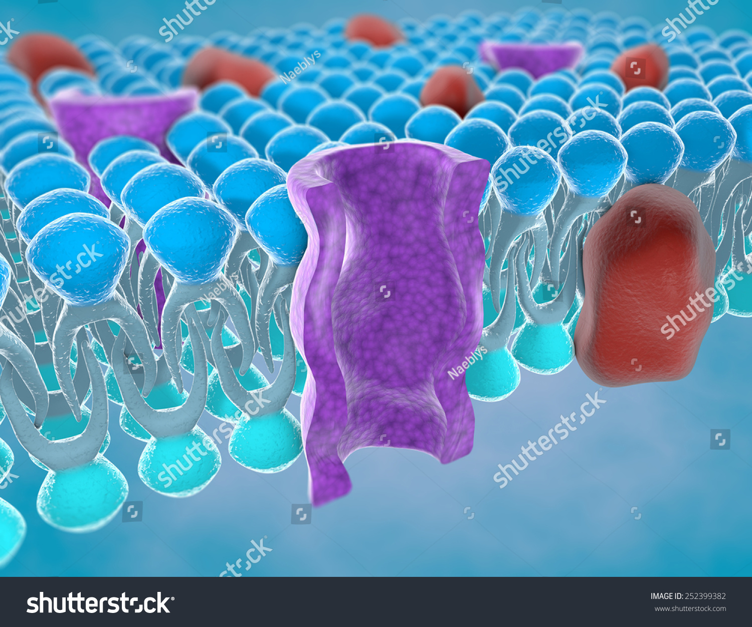 Structure Plasma Membrane Stock Illustration 252399382 - Shutterstock