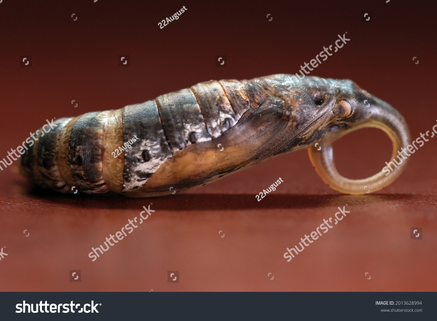 Studio Close Shot Chrysalis Cocoon Pupa Stock Photo 2013628994 ...