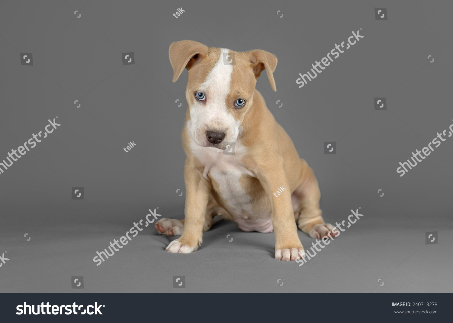 female pitbull puppies
