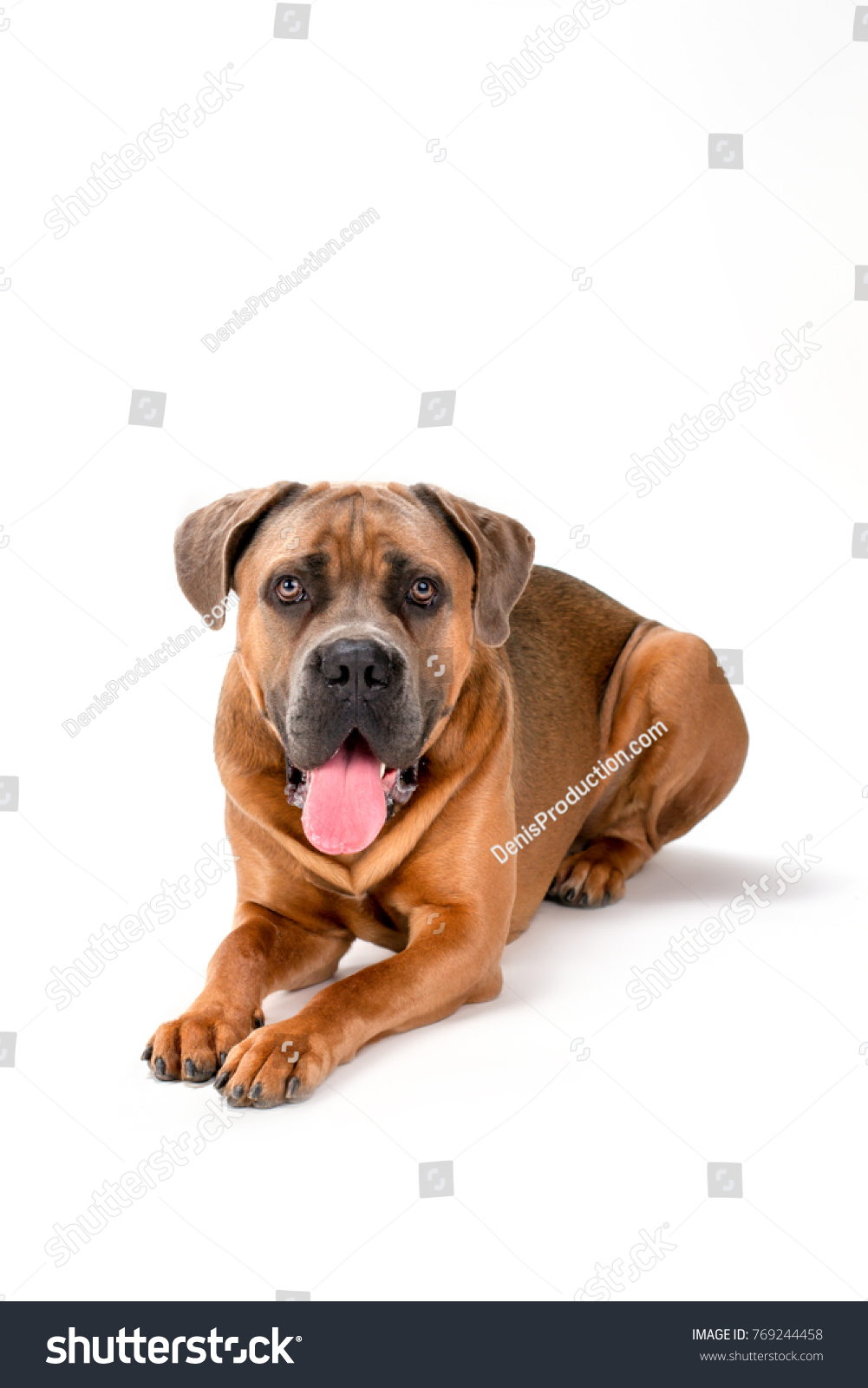 Studio Portrait Italian Mastiff Cane Corso Stock Photo Edit Now 769244458