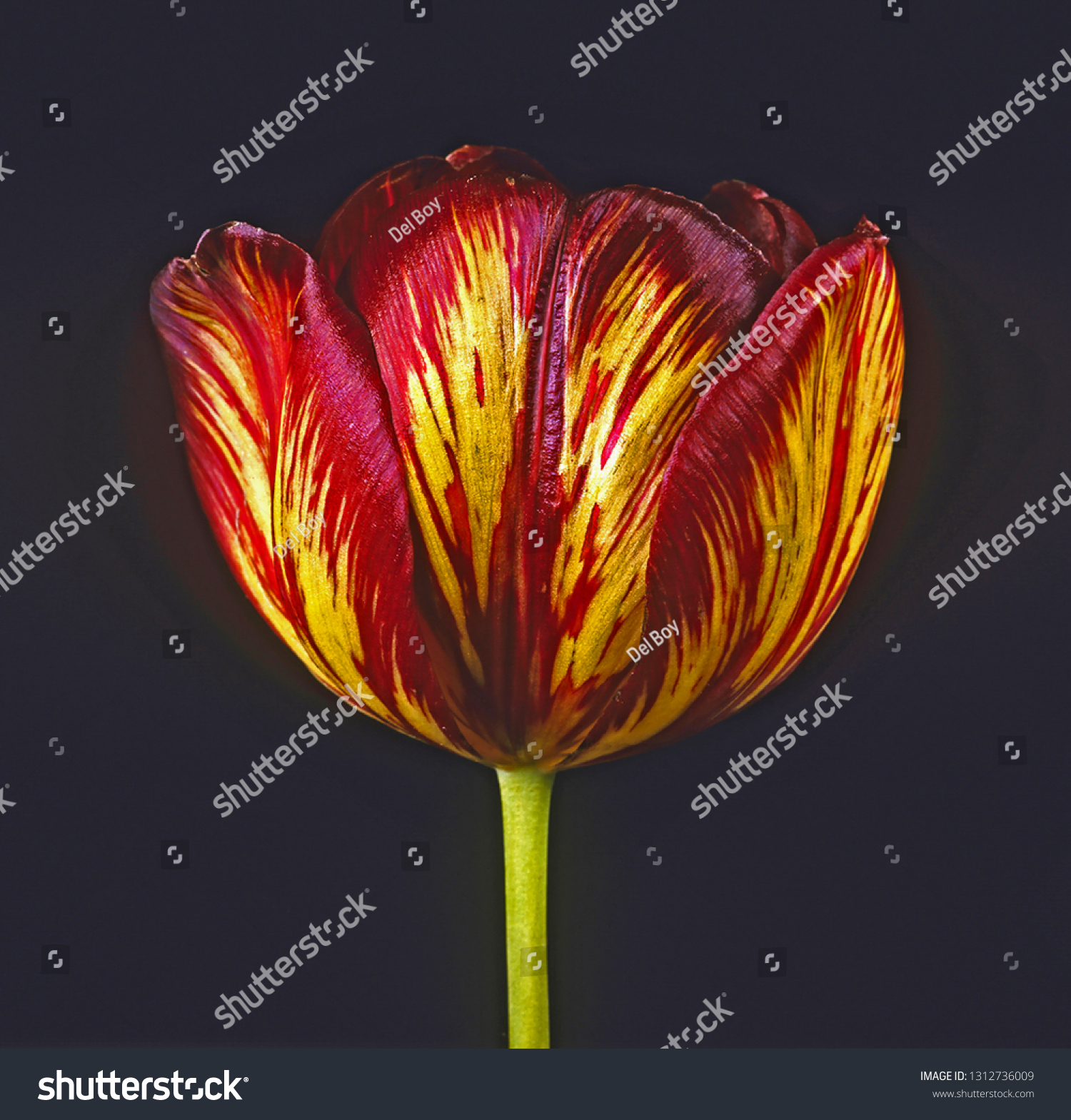 Studio Portrait English Florist Tulip Lord Stock Photo Edit Now