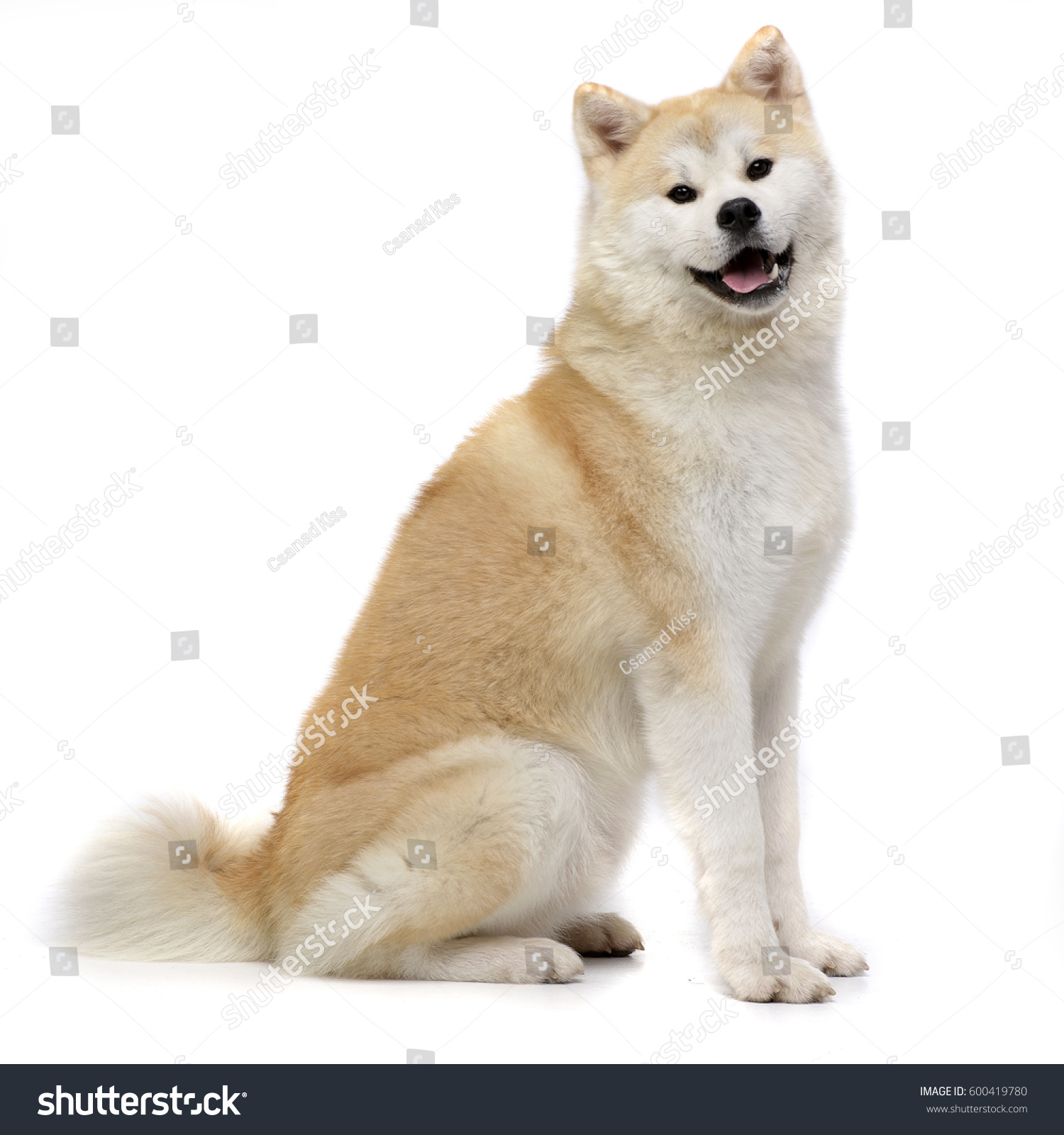 Studio Shot Adorable Akita Inu Sitting Stock Photo (Edit Now) 600419780