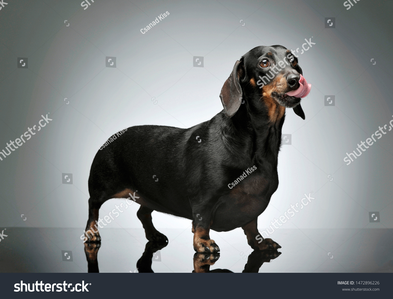 Studio Shot Adorable Black Tan Short Royalty Free Stock Image