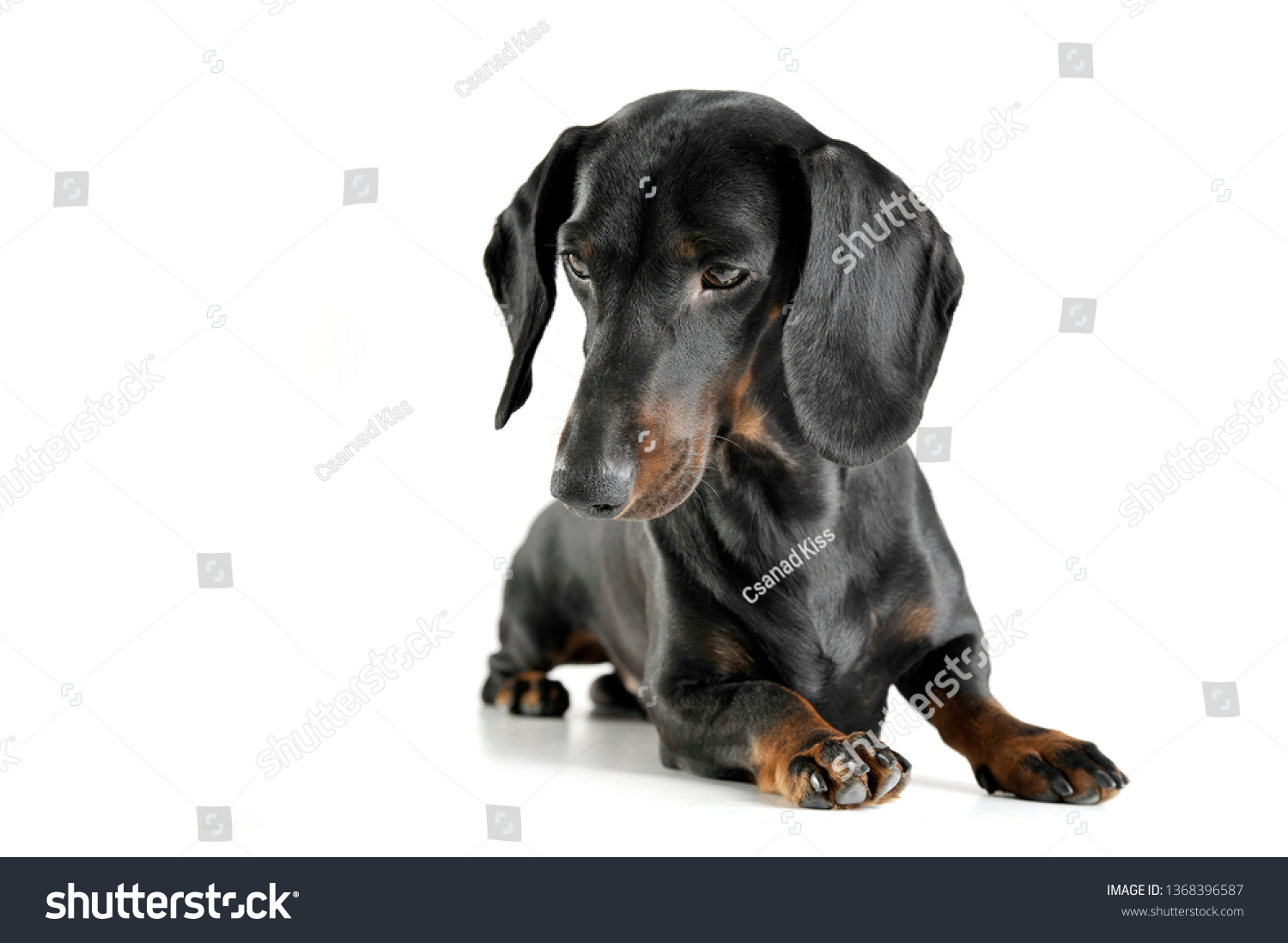 Studio Shot Adorable Black Tan Short Stock Photo Edit Now 1368396587