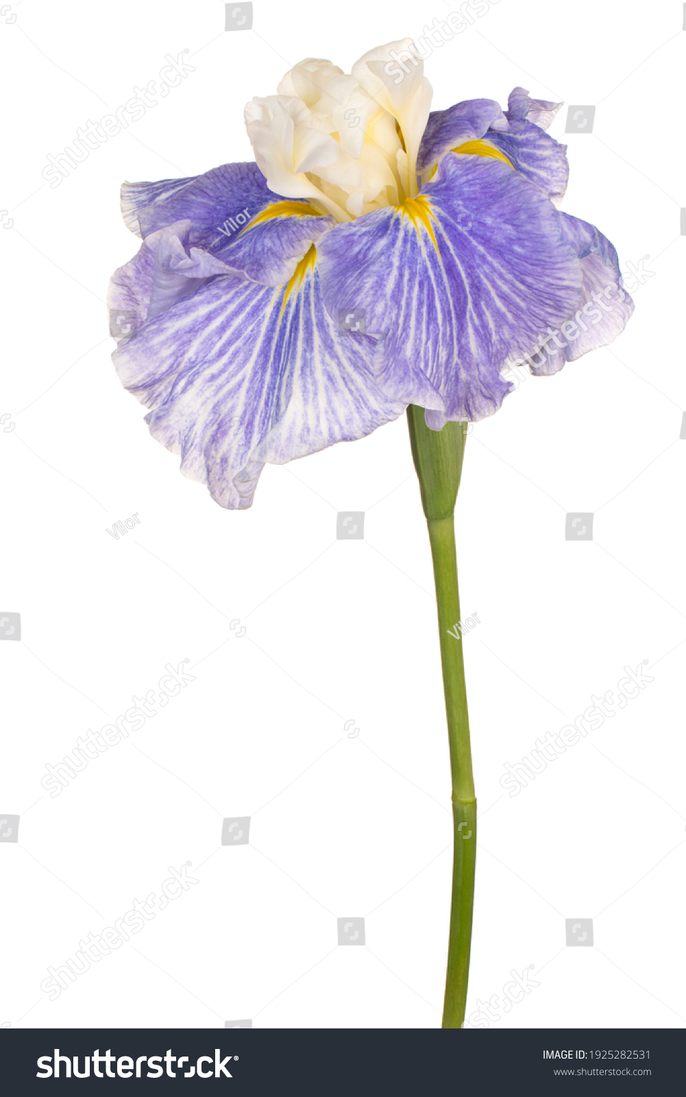 Flowersobjects Images, Stock Photos & Vectors Shutterstock