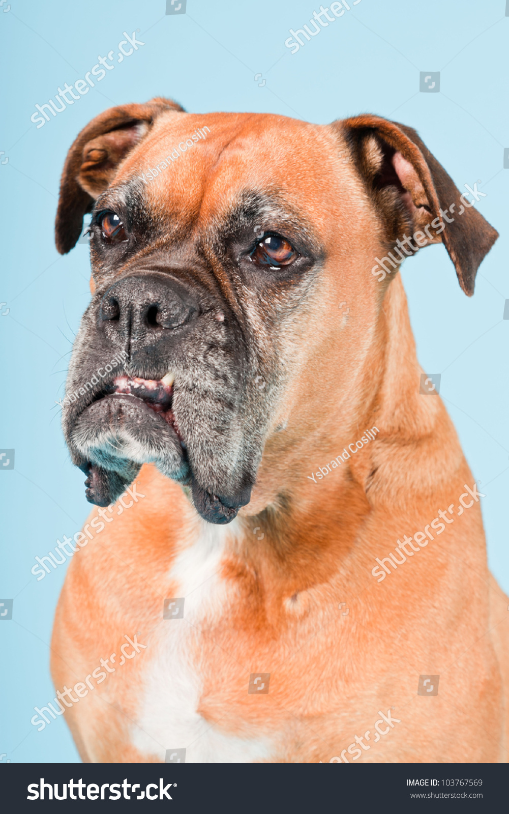 Studio Shot Brown Boxer Dog Isolated Stock Photo 103767569 | Shutterstock