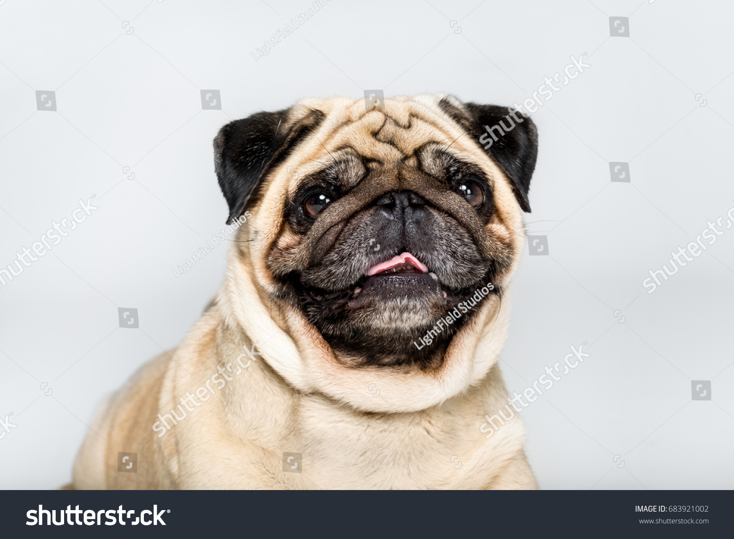 Isolated Pug in a Christmas suit Christmas time New Year Portrait od dog in the Santa suit