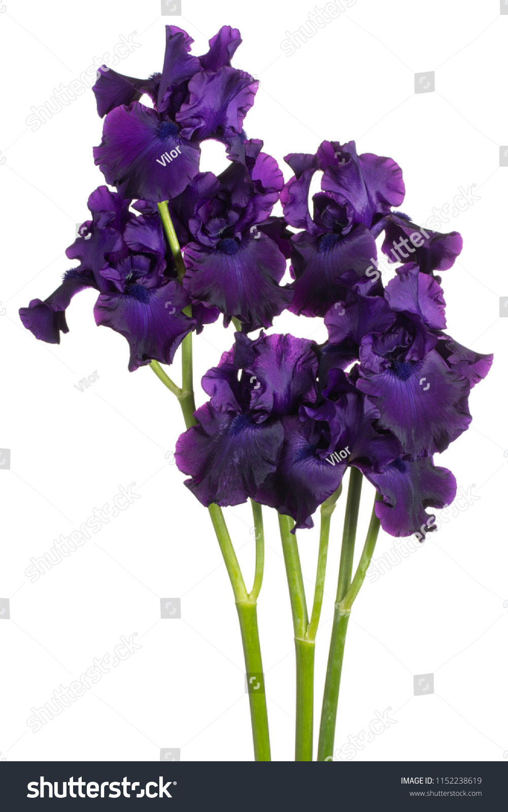 Stem Three Dark Purple Flowers One Stockfoto 20   Shutterstock
