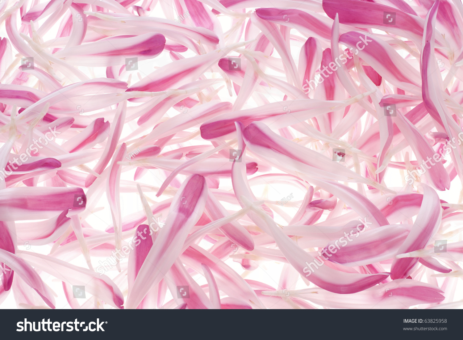 Shooting Pink And White