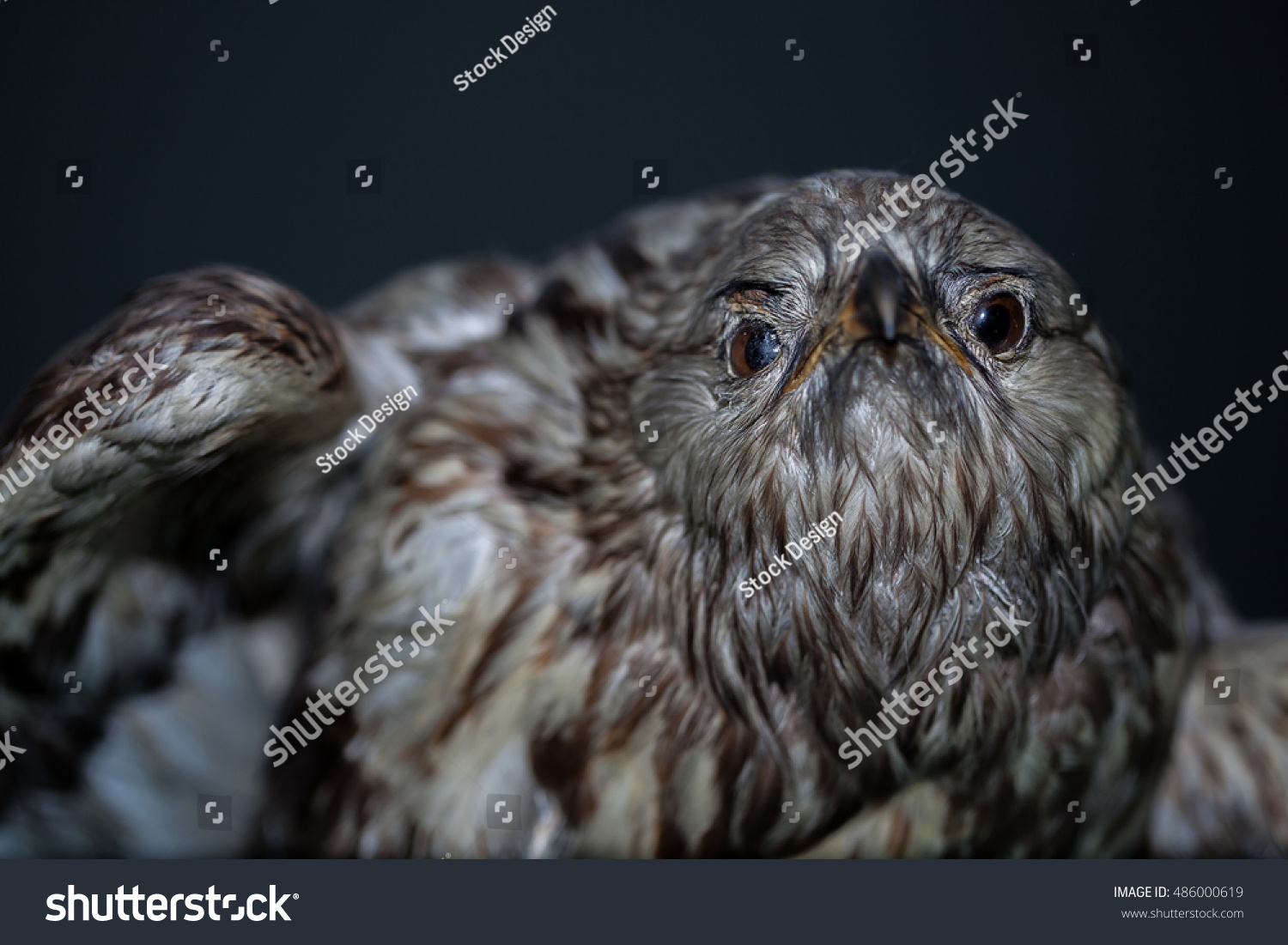 stuffed birds of prey