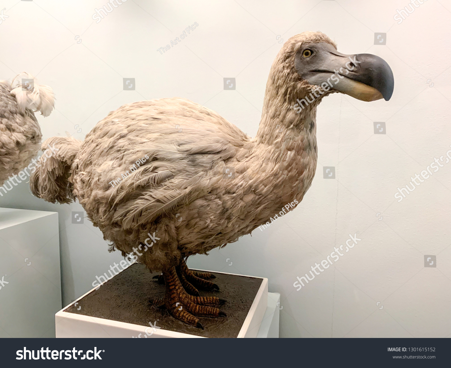 Stuffed Dodo Bird Extinct Flightless Bird Stock Photo (Edit Now) 1301615152
