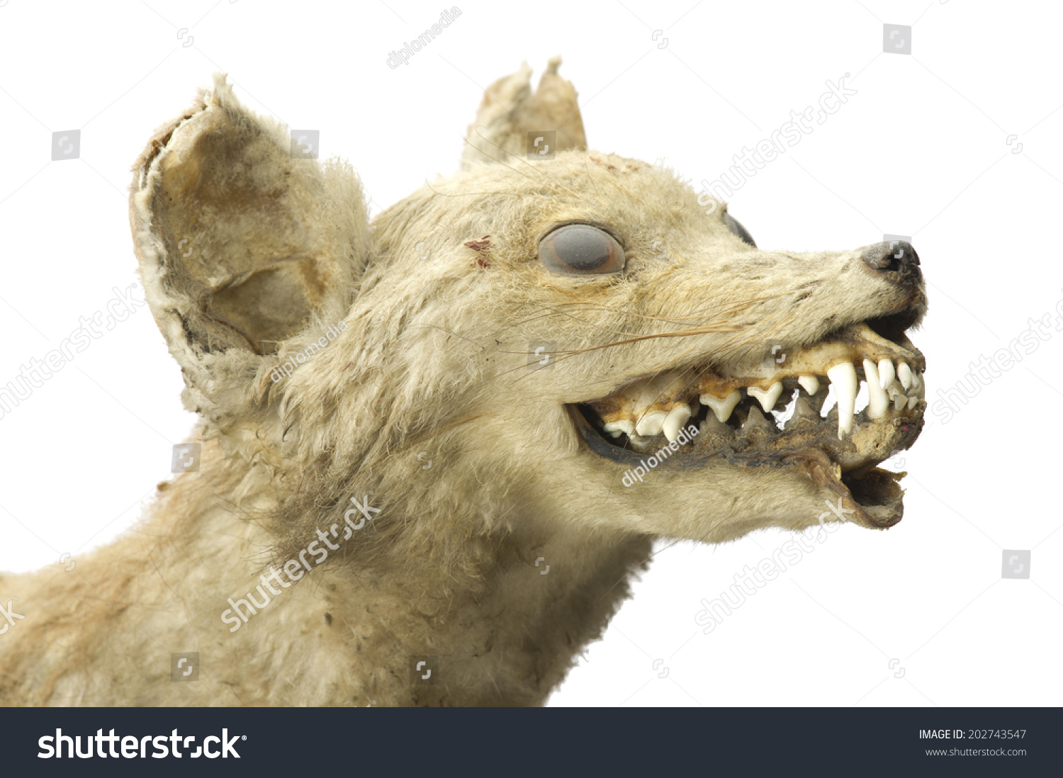 stuffed wolf head