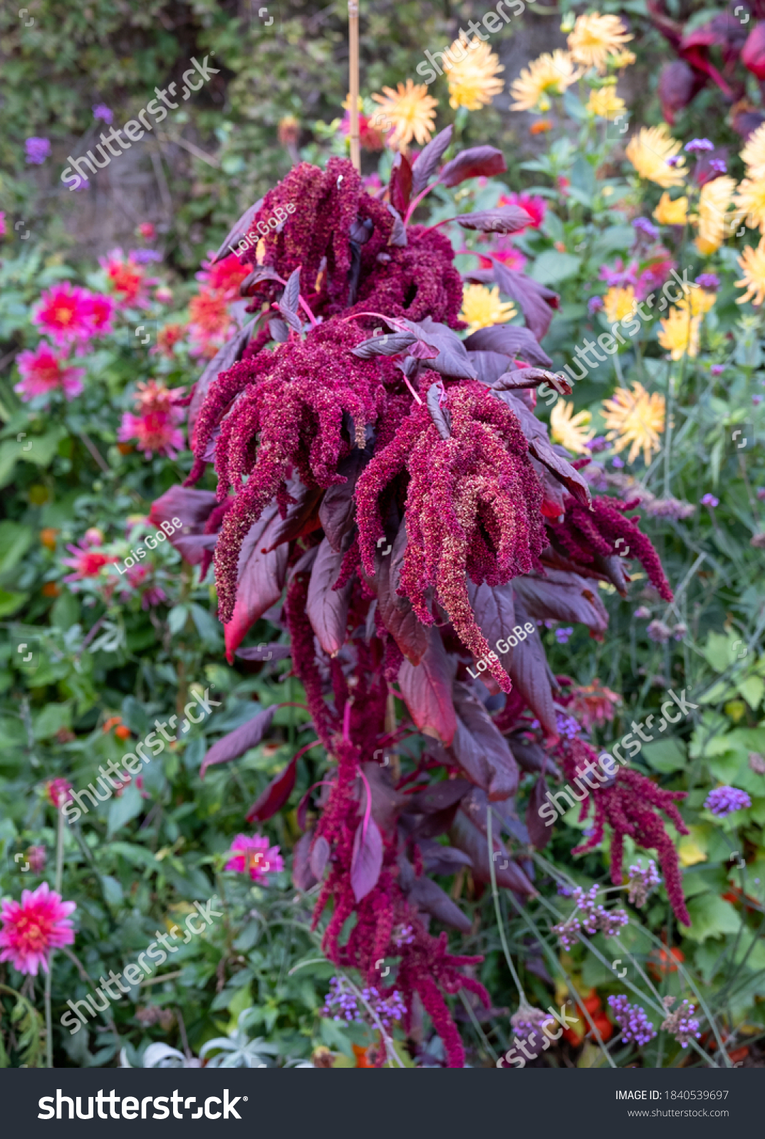 Stunning Amaranth Plant Flower Autumn Flowers Stock Photo Edit Now 1840539697