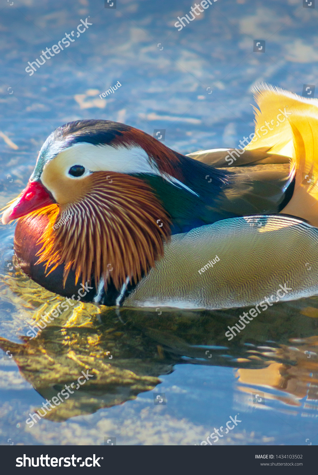 Stunning Exotic Male Mandarin Duck Burnaby Stock Photo Edit Now