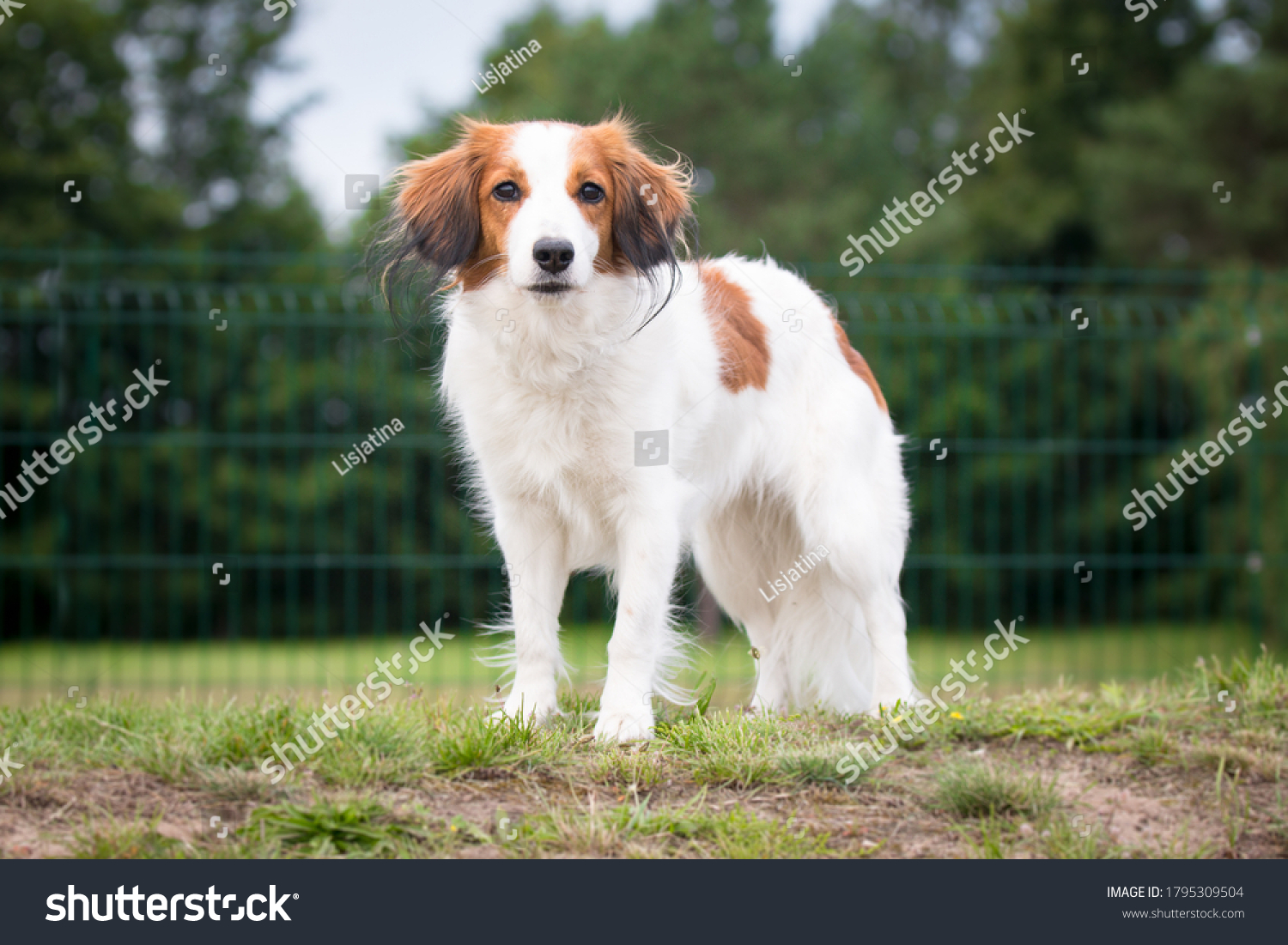 292 Nederlandse Kooikerhondje Images Stock Photos Vectors Shutterstock   Stock Photo Stunning Nice Fluffy Sable White Nederlandse Kooikerhondje Holland Duck Hunting Spaniel Portrait 1795309504 