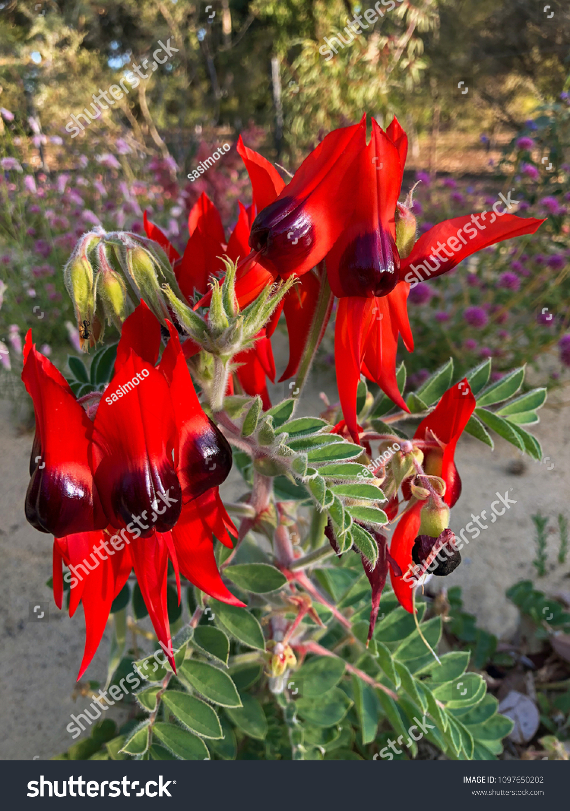 Sturts Desert Pea Flower Blood Red Nature Stock Image 1097650202