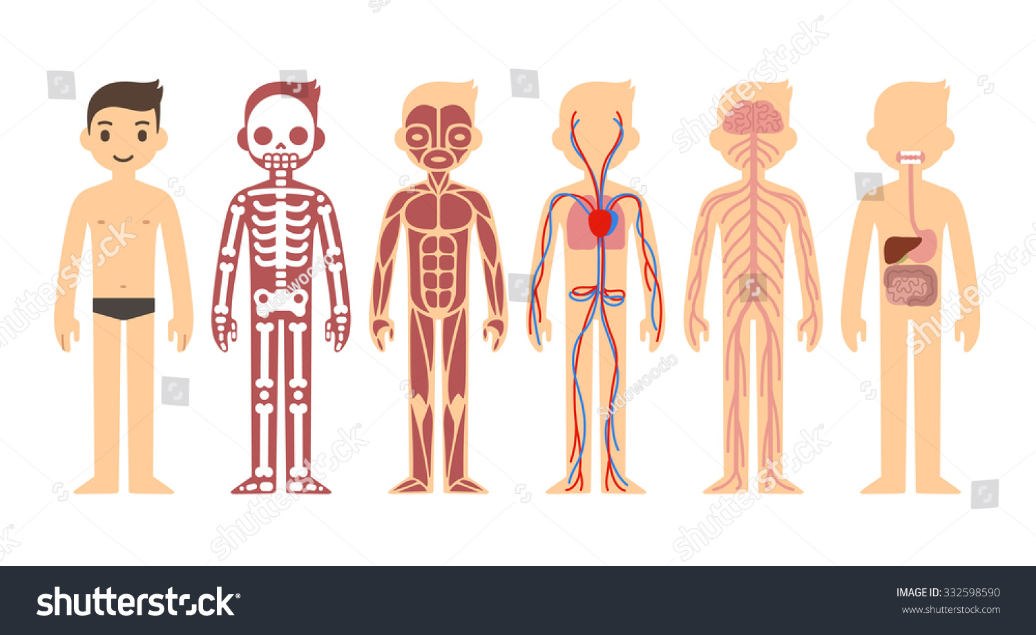 Stylized Male Body Anatomy Chart: Skeletal, Muscular, Circulatory ...