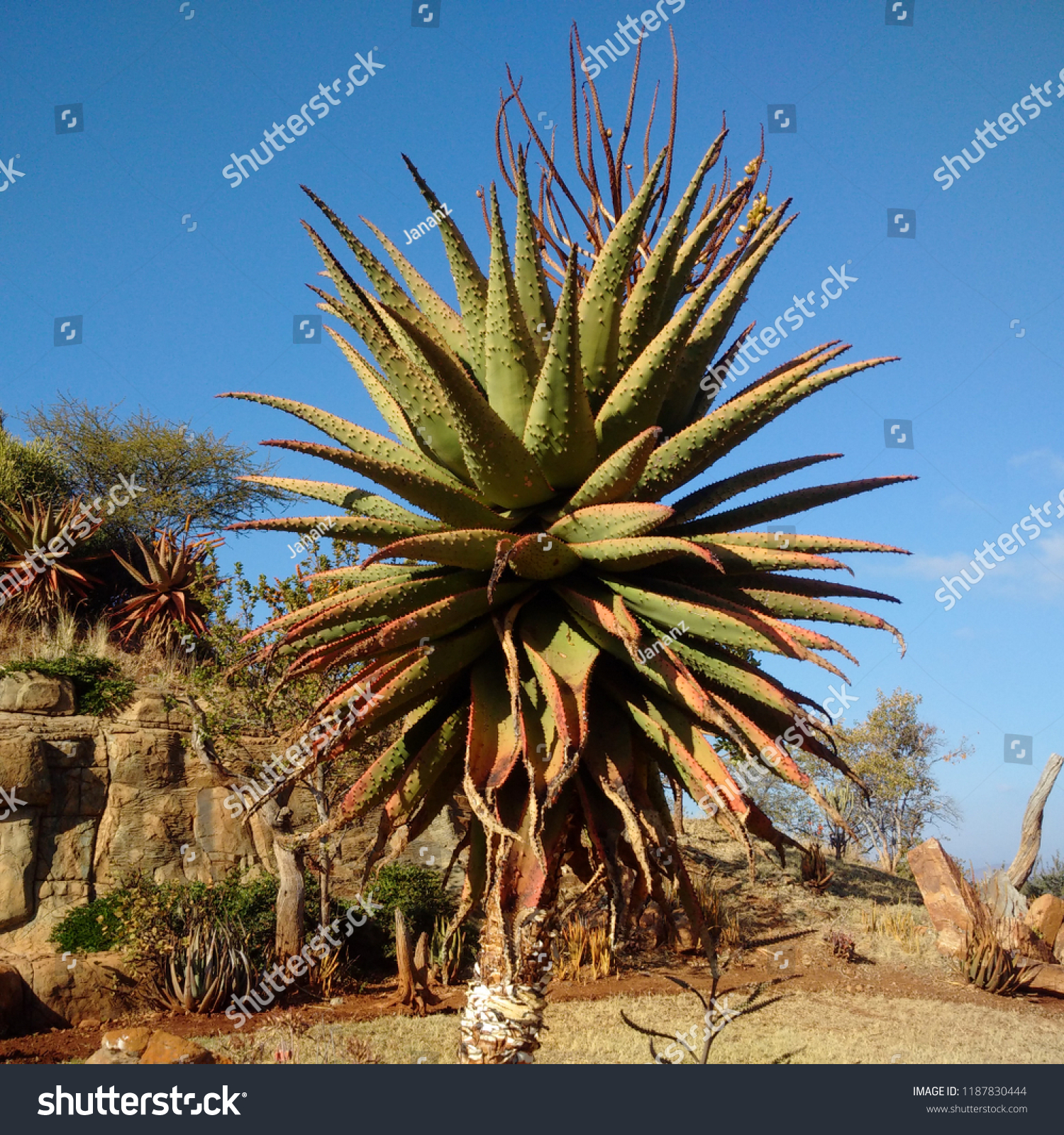 Succulent Aloe Vera Plant South Africa Stock Photo Edit Now