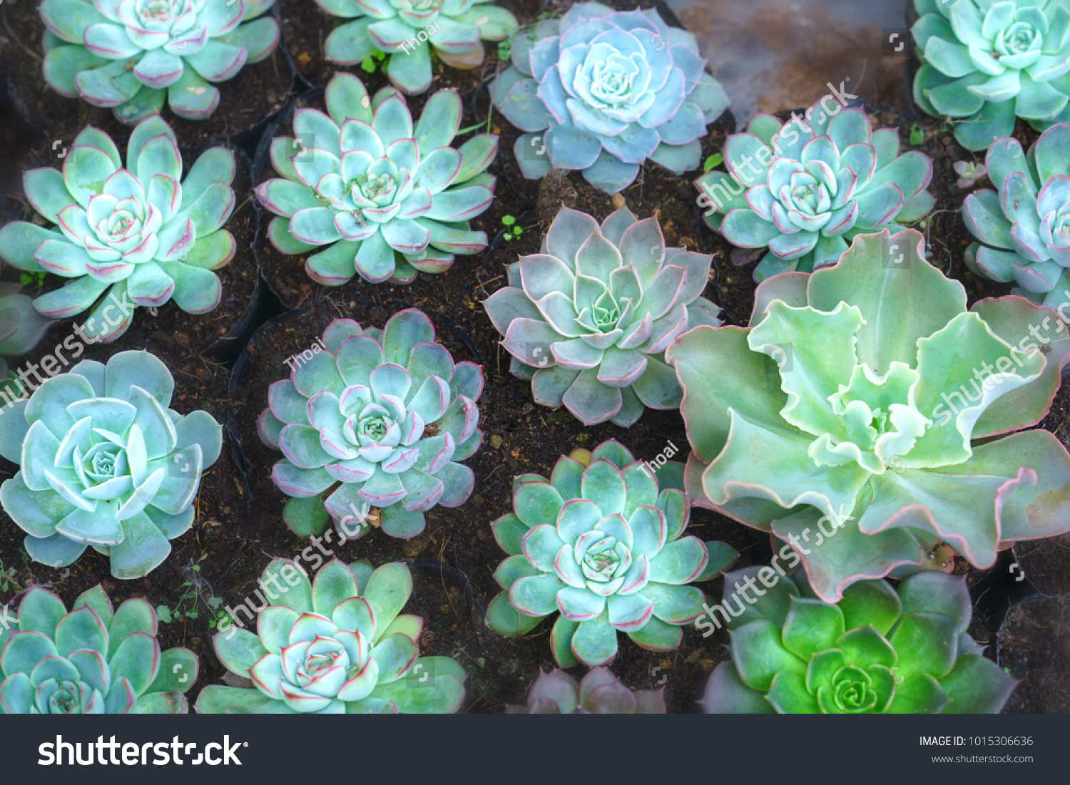 Succulent Flower Beds Plant Garden This Nature Stock Image