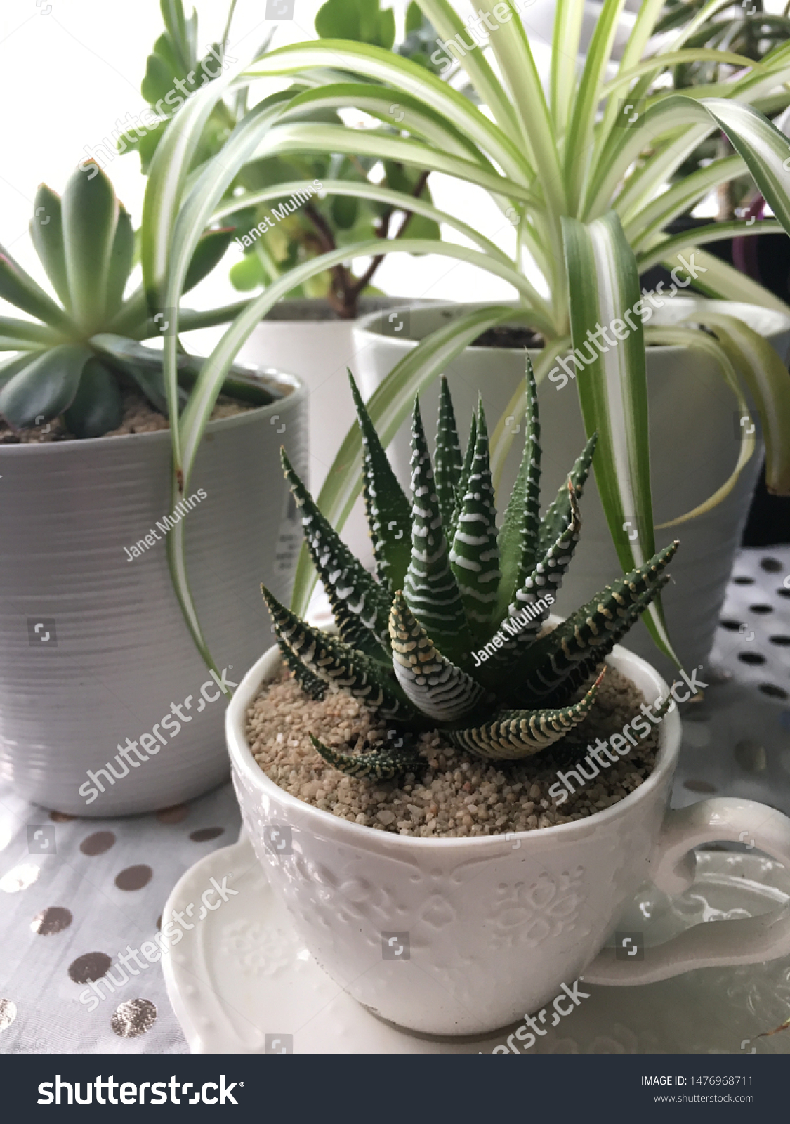 Succulents Spider Plant Grouped Together On Stock Photo 1476968711 ...