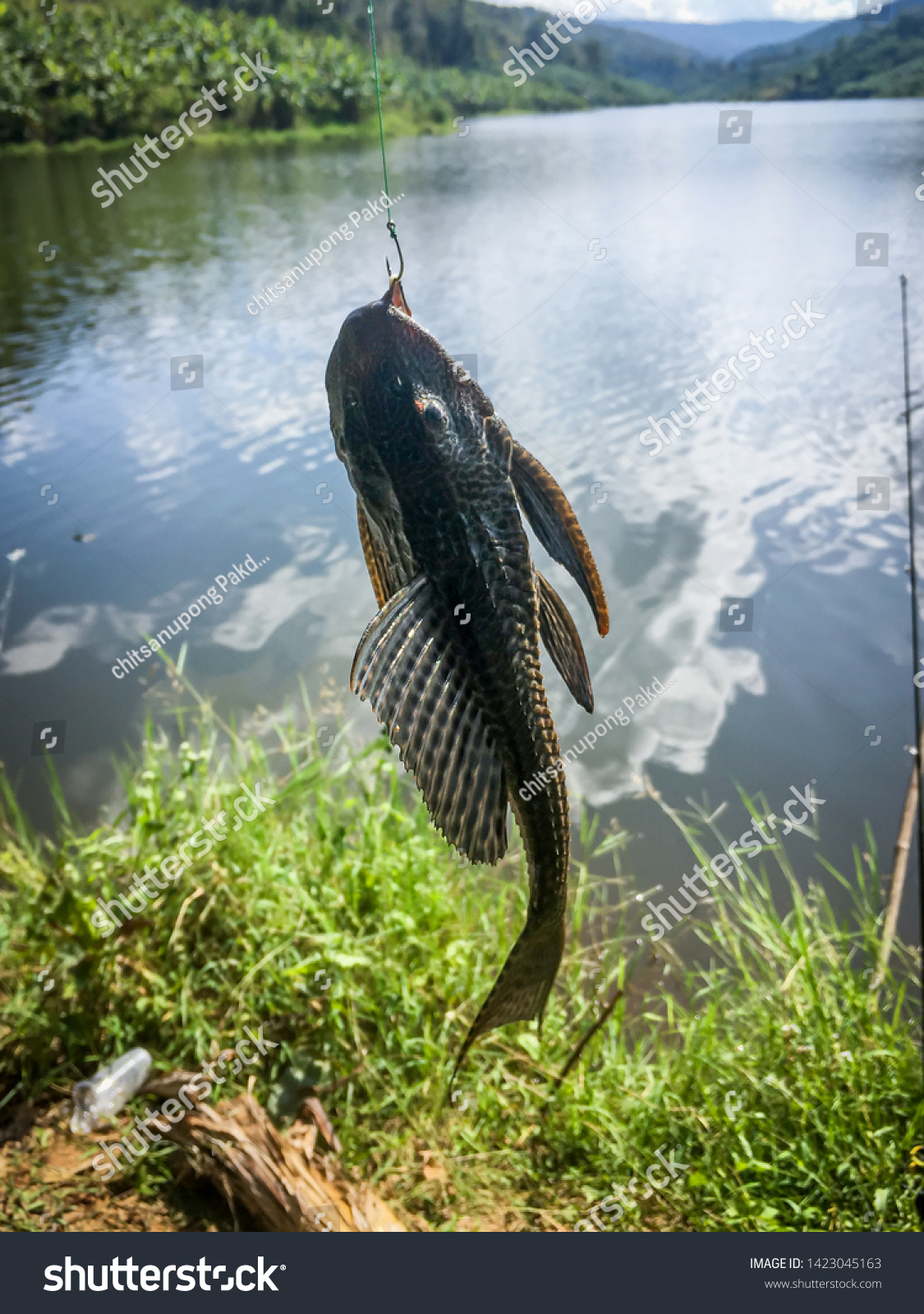 Suckermouth Armored Catfish Hypostomus Plecostomus Fish Stock Photo ...