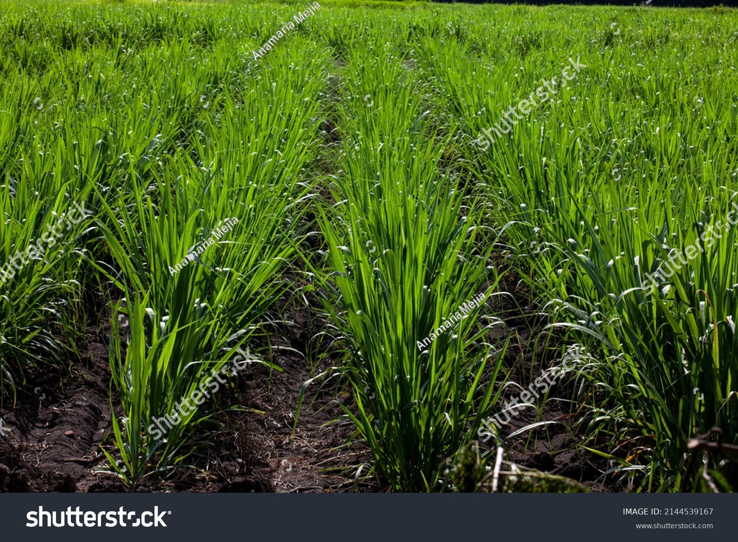 Sugar Cane Field Valle Del Cauca Stock Photo 2144539167 | Shutterstock