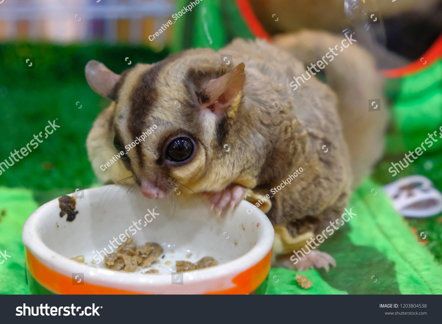 Sugar Glider On Stump Petaurus Breviceps Stock Photo Edit Now 1203804538