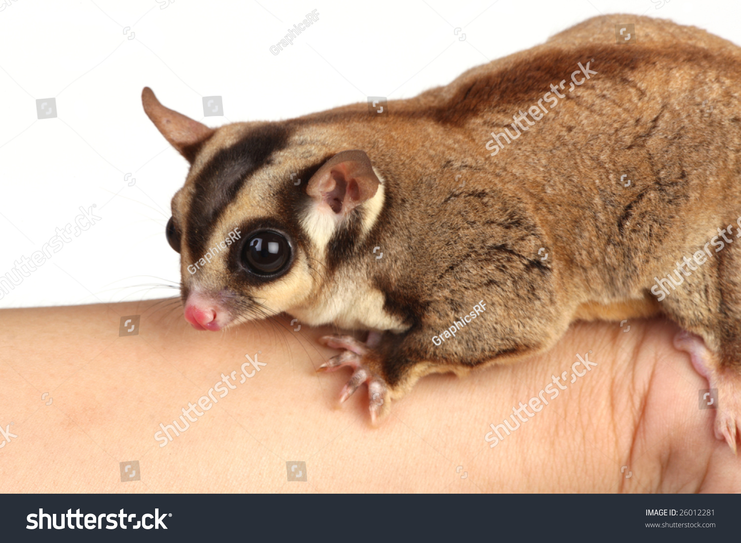 Sugar Glider On White Background Stock Photo 26012281 : Shutterstock