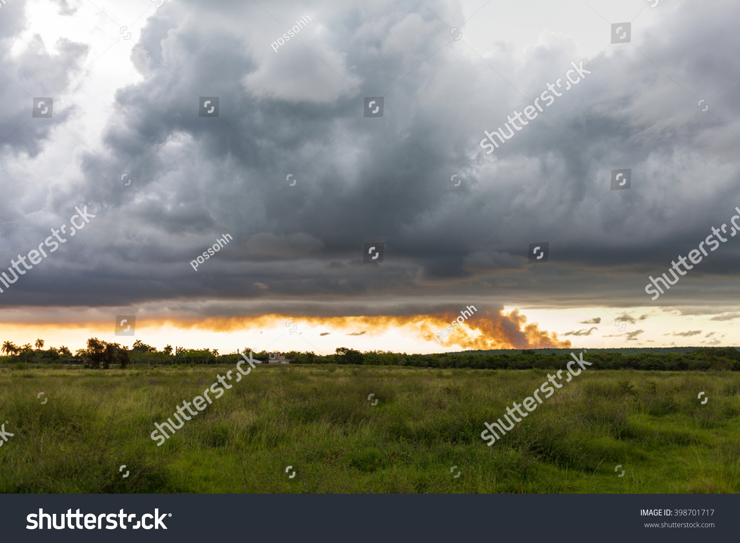 Sugarcane Field Burned Sugar Cane Harvest Stock Photo 398701717 ...