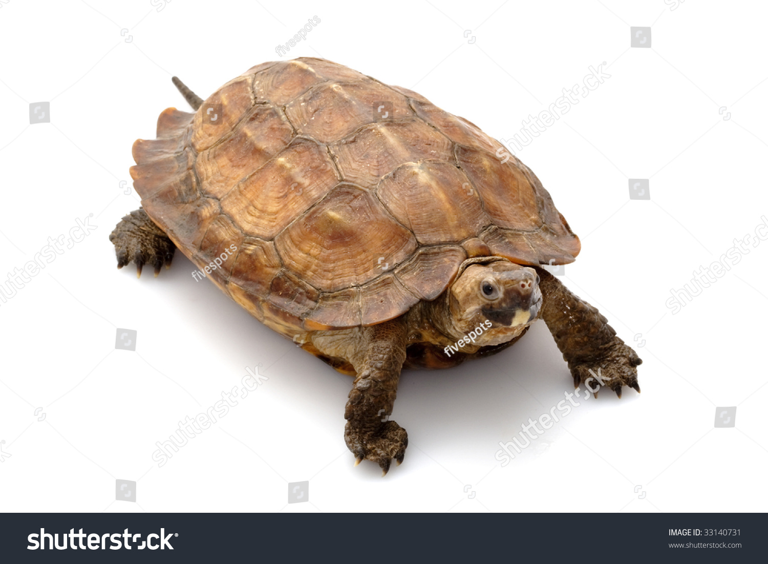 Sulawesi Forest Turtle Leucocephalon Yuwonoi Isolated Stock Photo ...