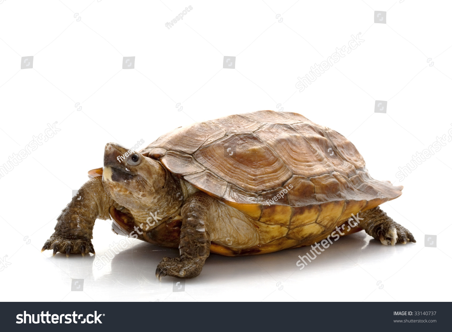 Sulawesi Forest Turtle (Leucocephalon Yuwonoi) Isolated On White ...