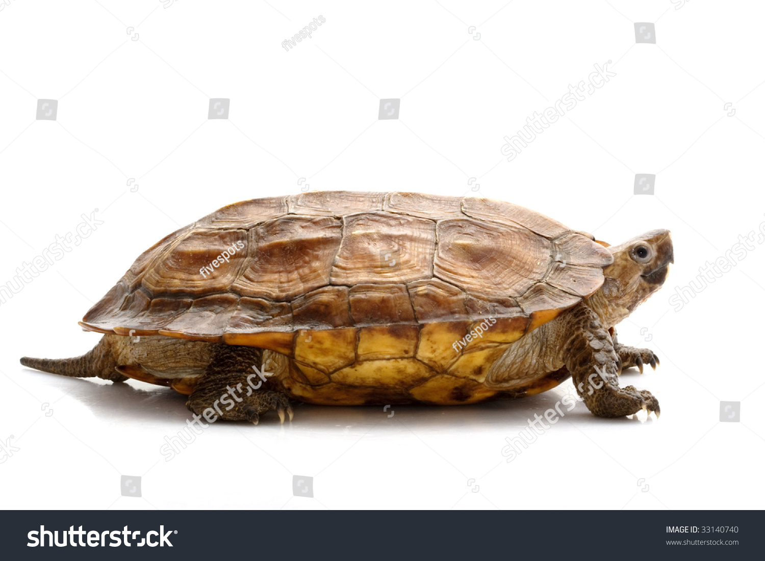 Sulawesi Forest Turtle (Leucocephalon Yuwonoi) Isolated On White ...