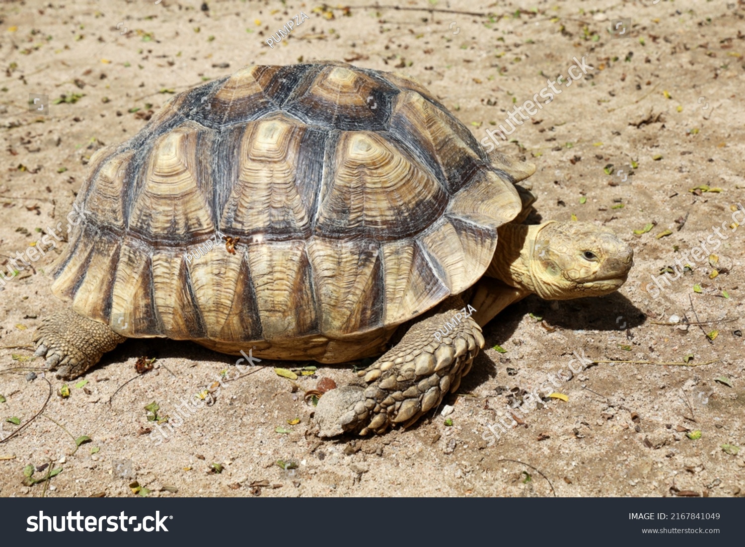 Sulcata Tortoise Garden Thailand Stock Photo 2167841049 | Shutterstock