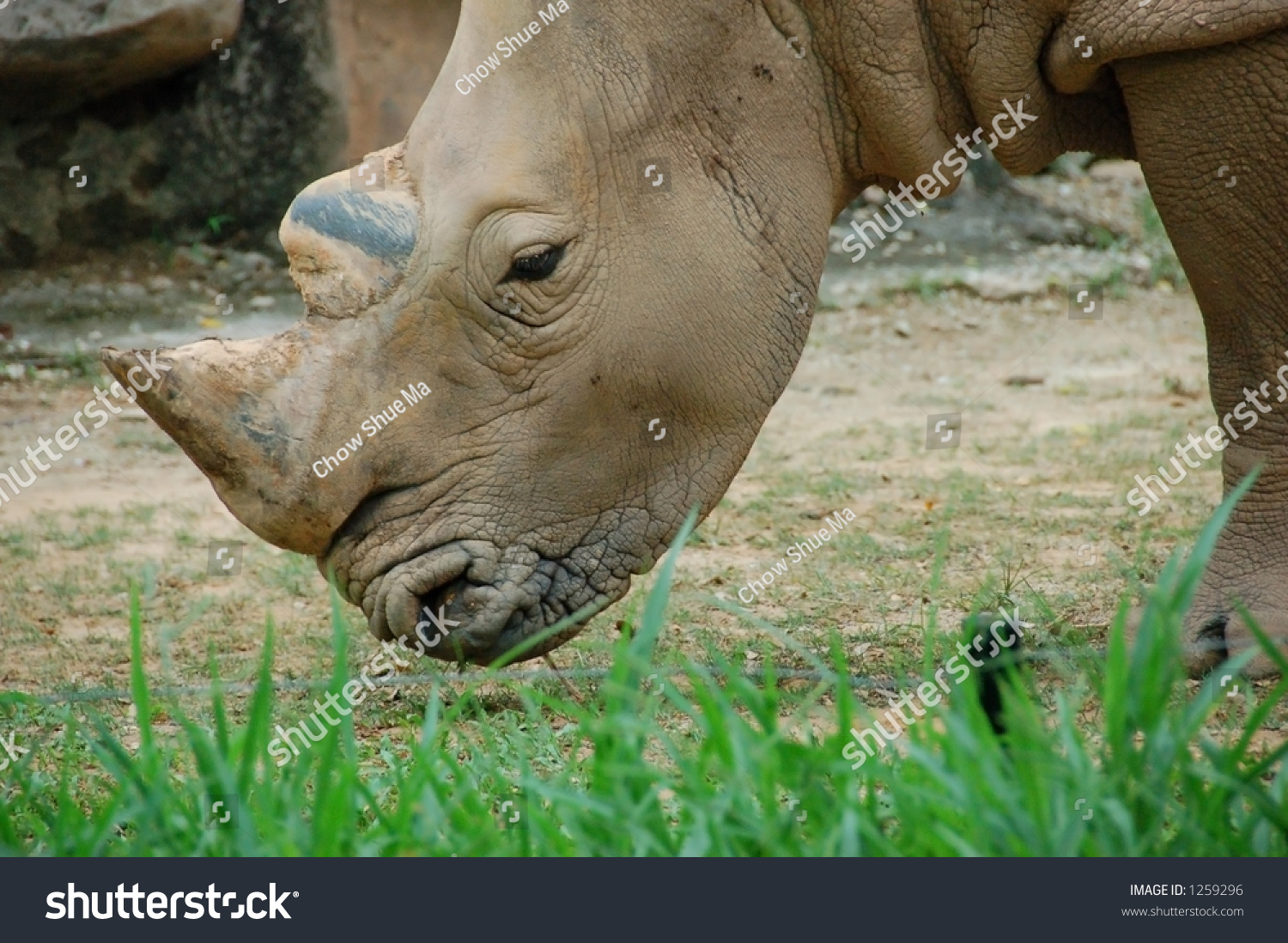 Sumatran Rhino Eating Some Grass (More Rhino Images In My Gallery ...