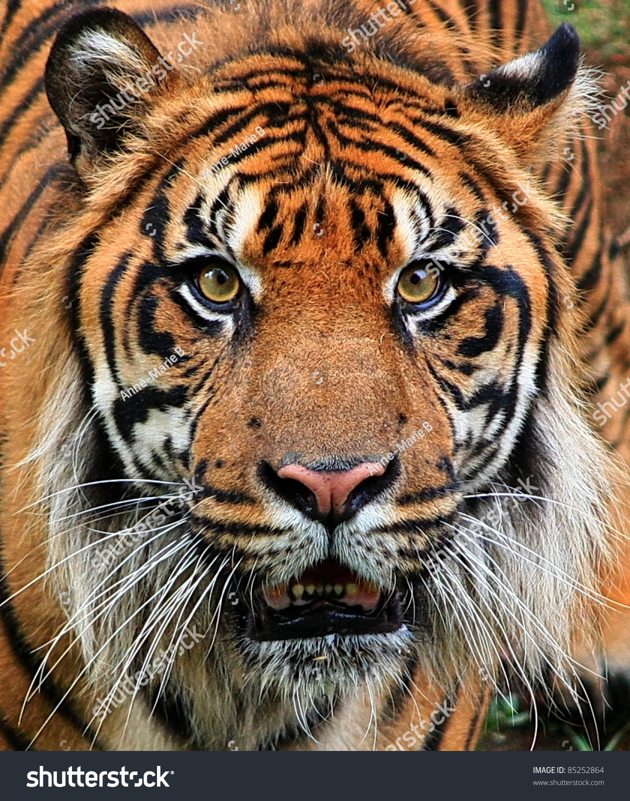 Sumatran Tiger Stock Photo 85252864 : Shutterstock