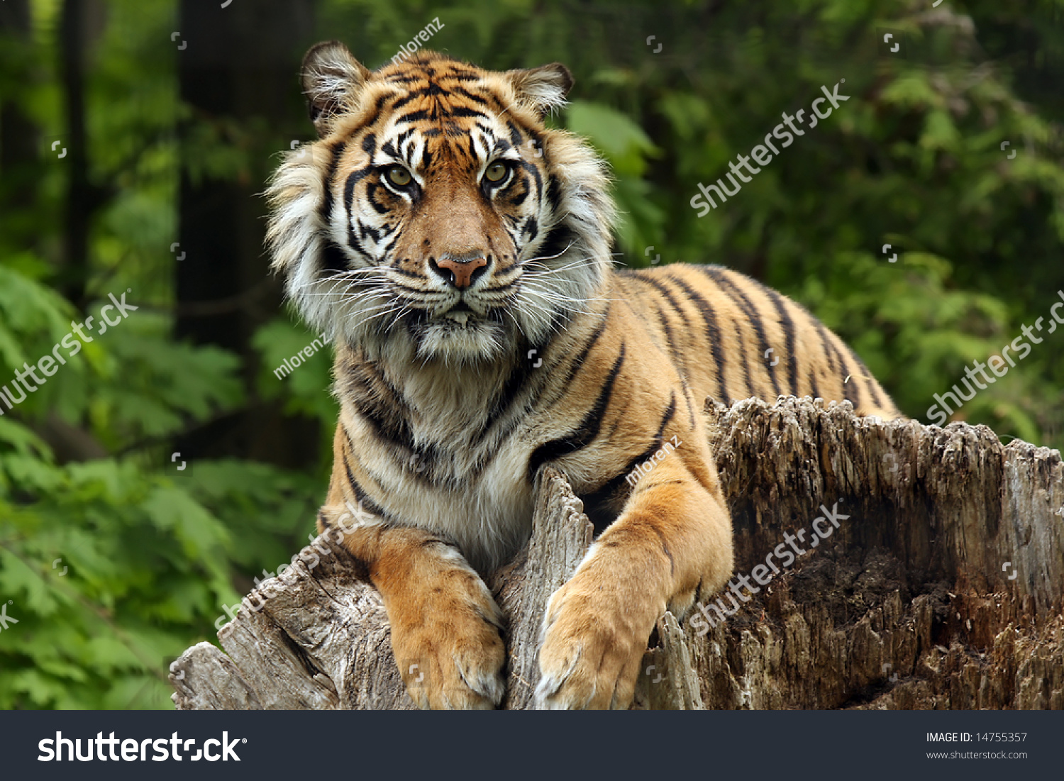 Sumatran Tiger Laying On Tree Stump Stock Photo 14755357 - Shutterstock